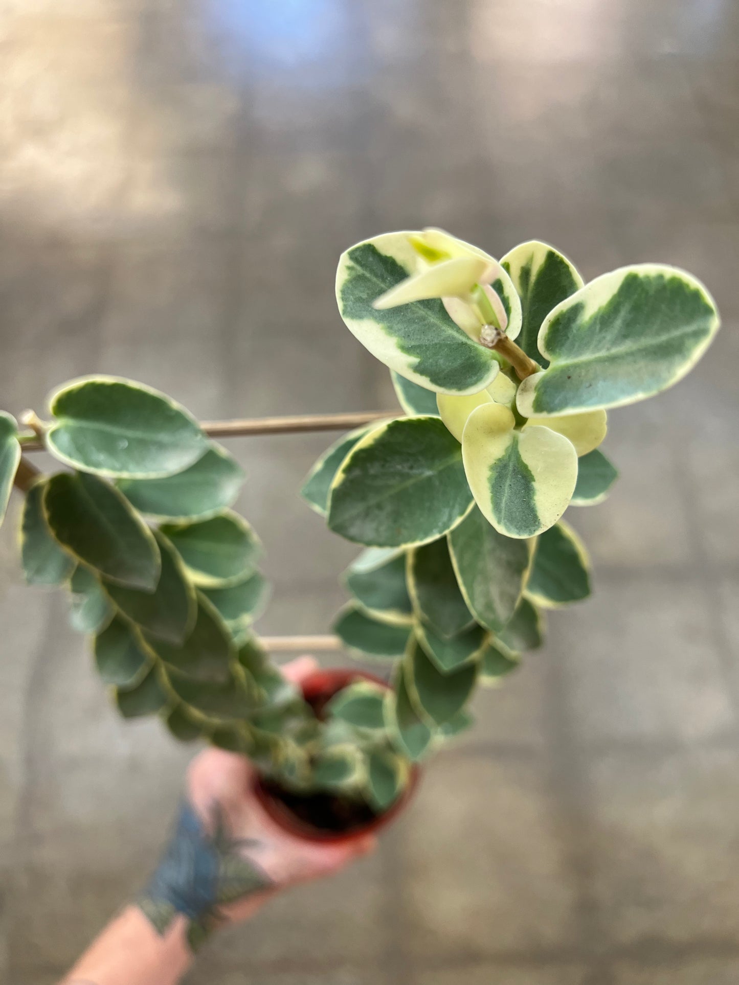 Hoya Cumingiana Albo