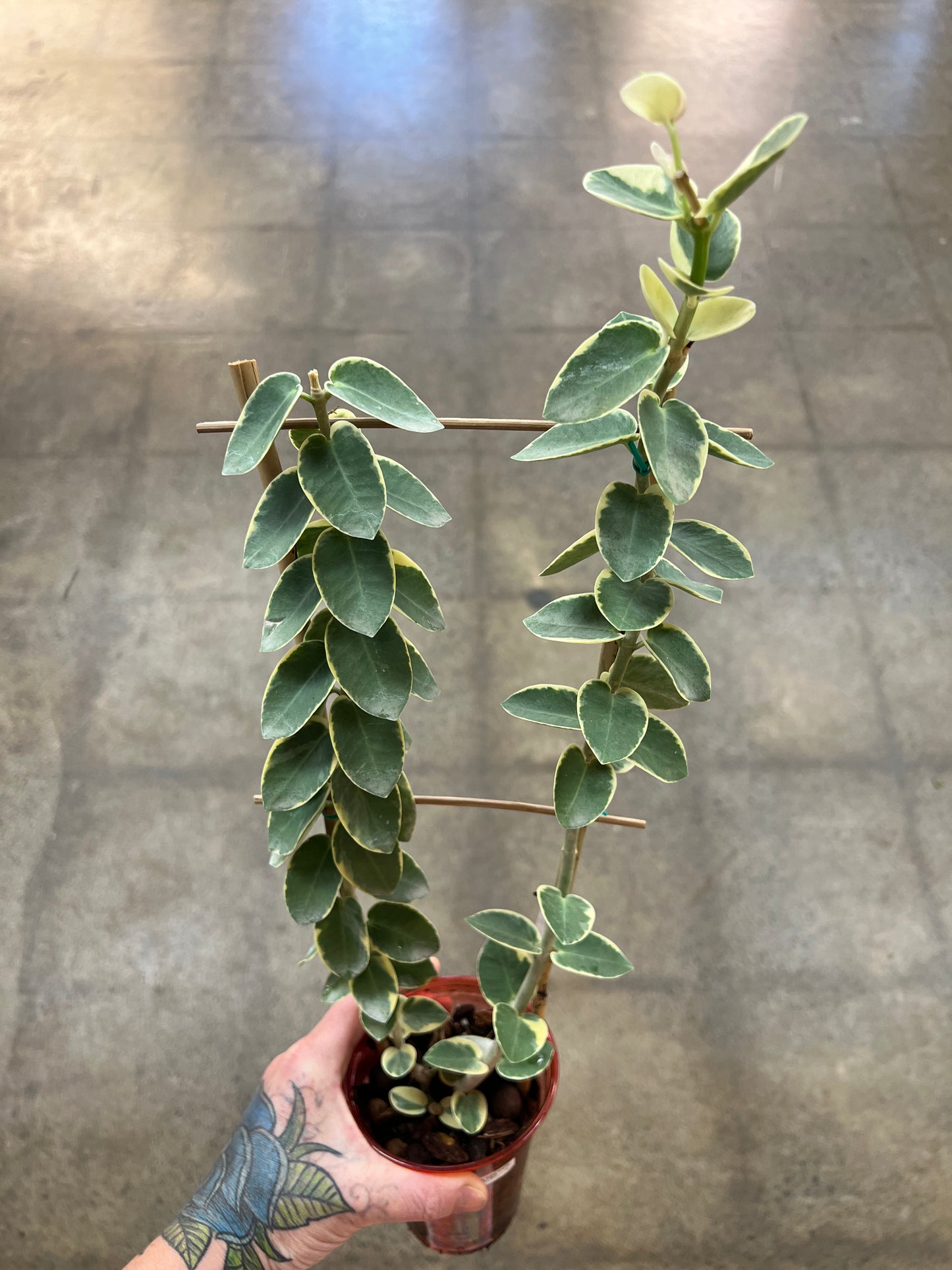 Hoya Cumingiana Albo
