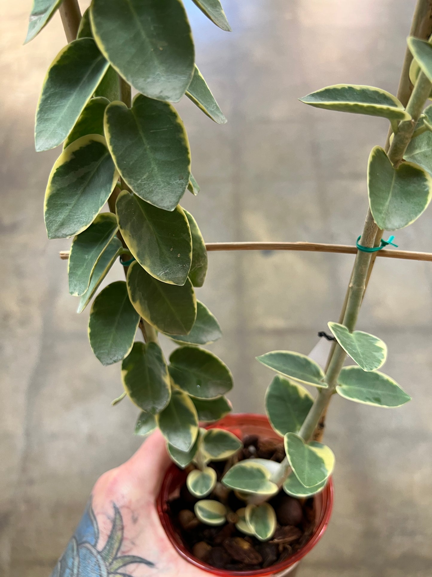 Hoya Cumingiana Albo