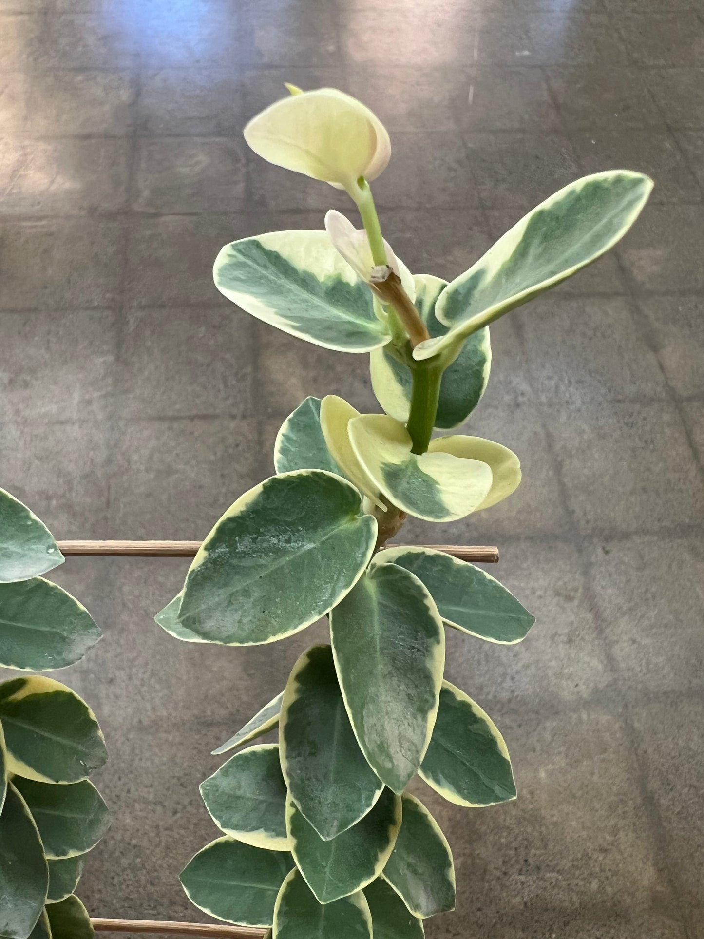 Hoya Cumingiana Albo