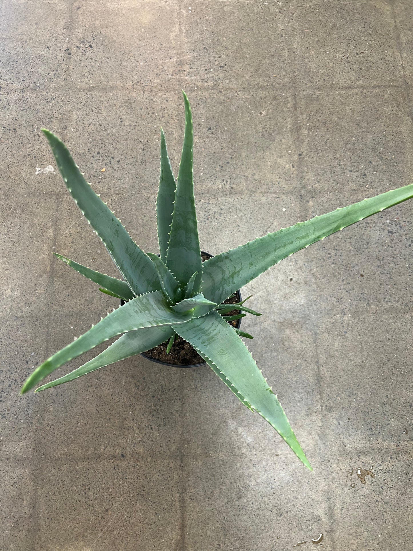 Aloe Vera