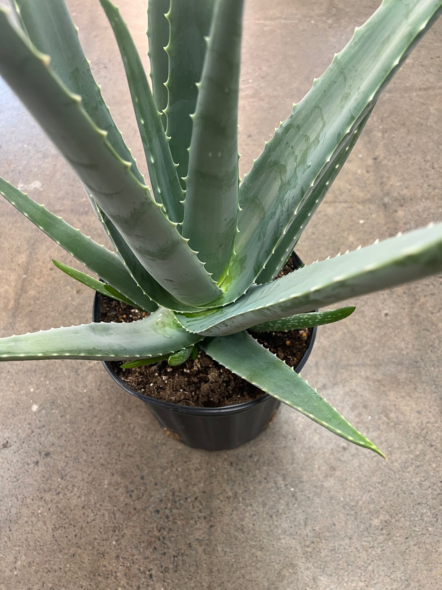 Aloe Vera