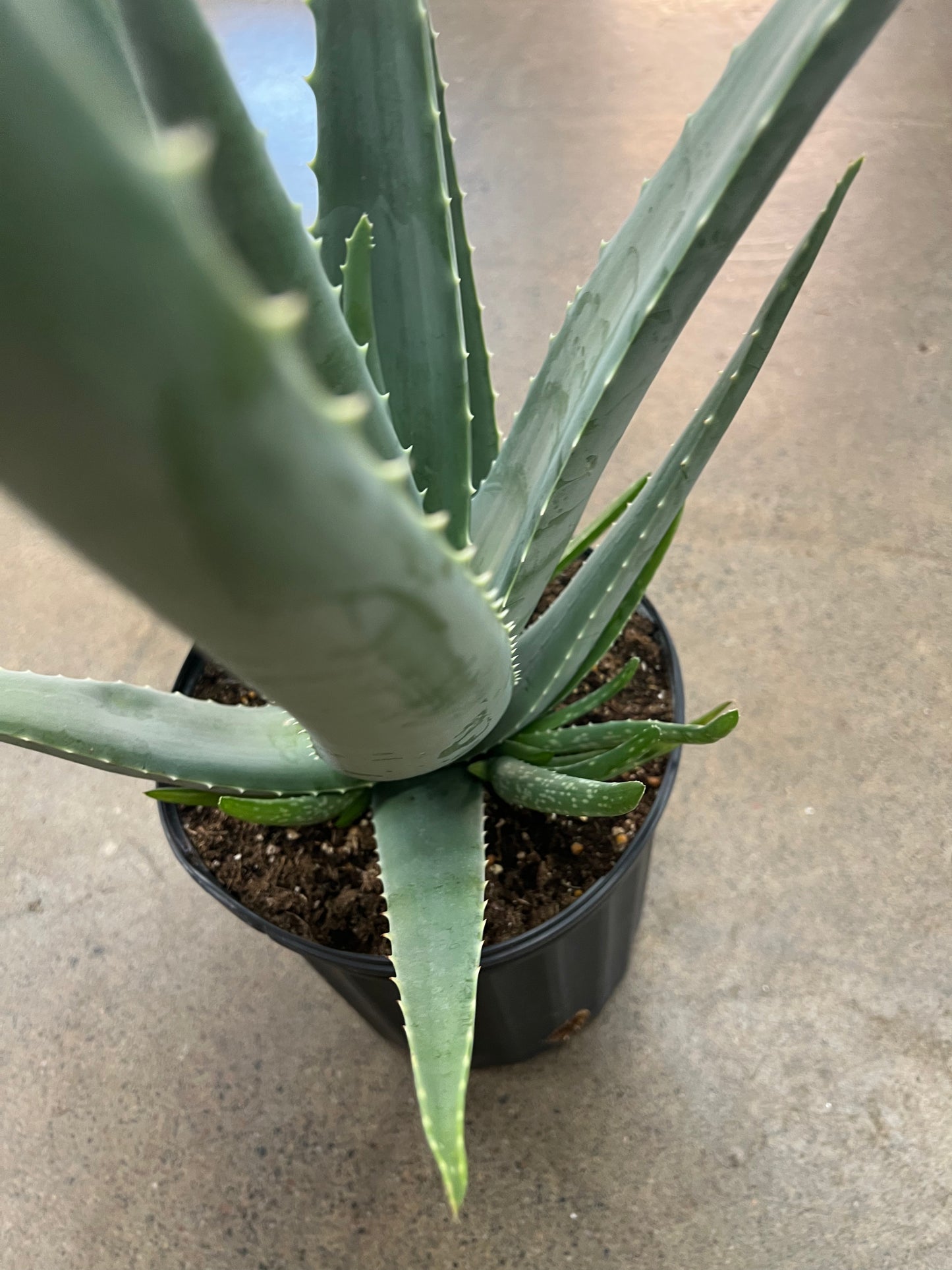 Aloe Vera