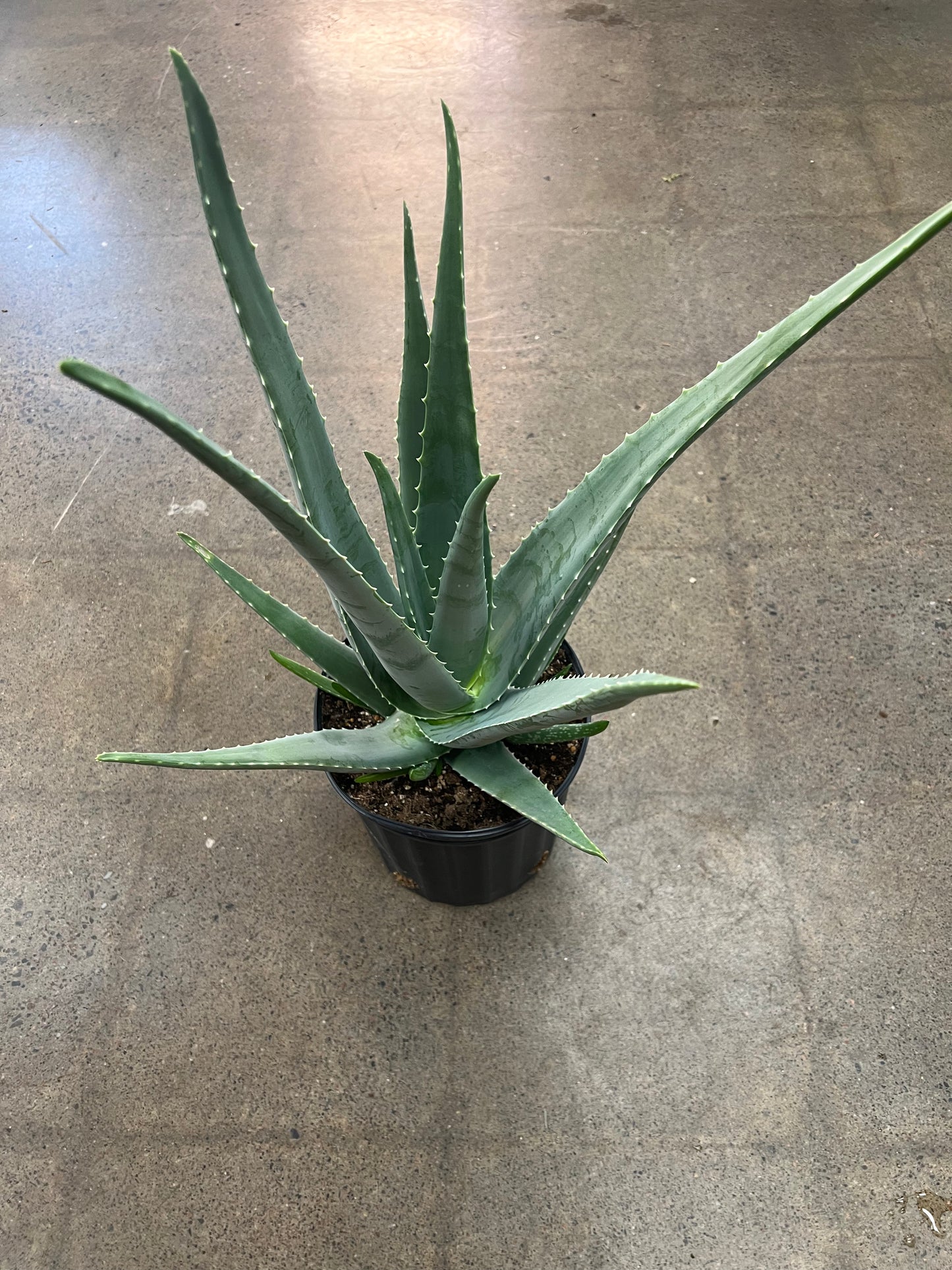 Aloe Vera