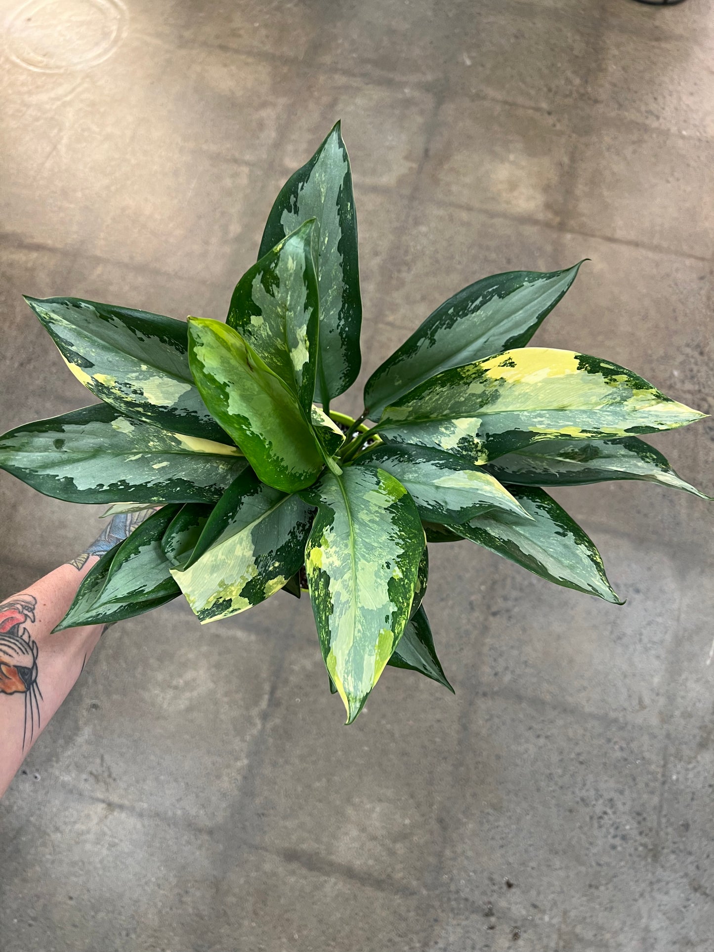Aglaonema Suvarnabhumi Panaché
