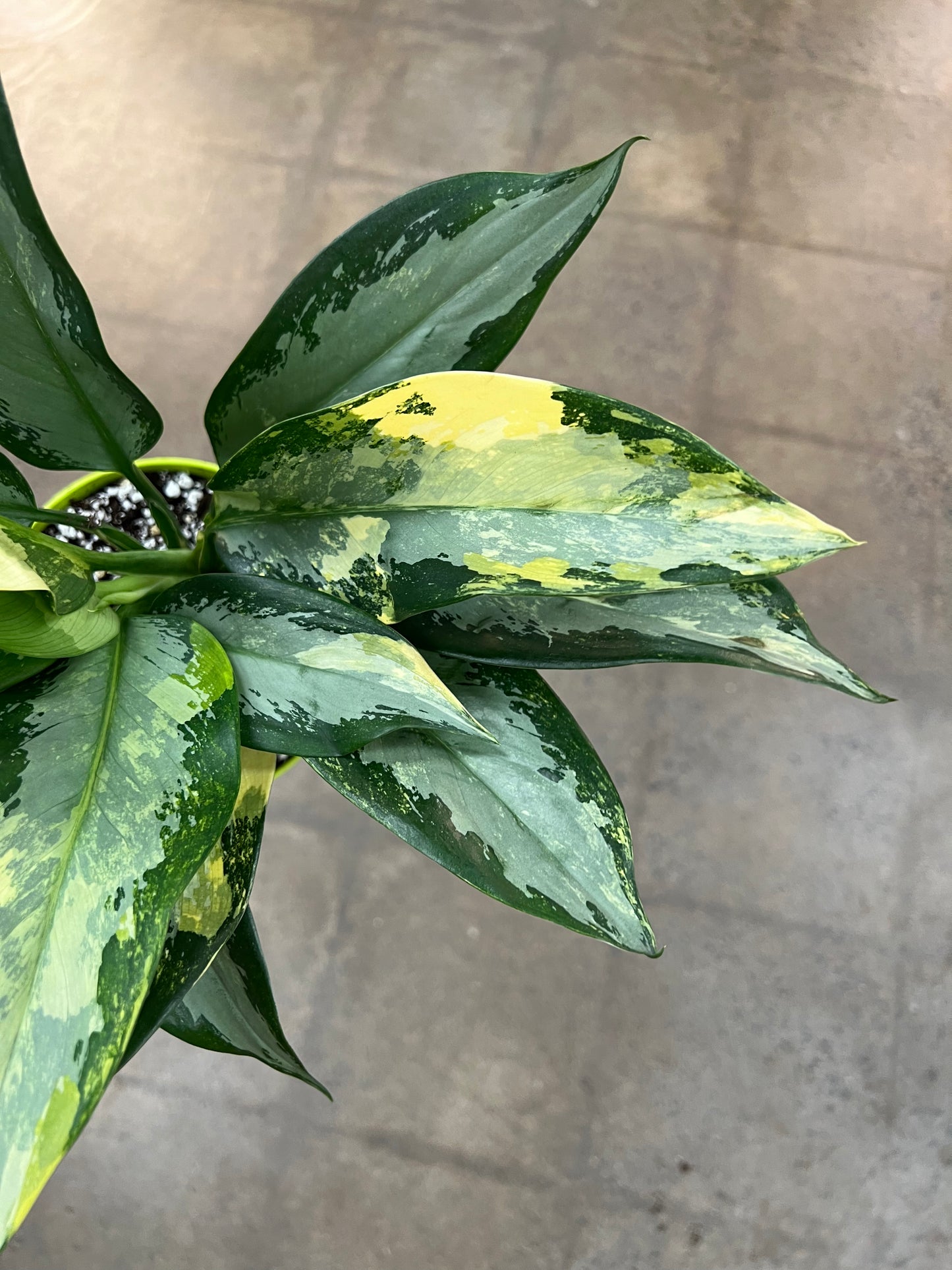 Aglaonema Suvarnabhumi Panaché