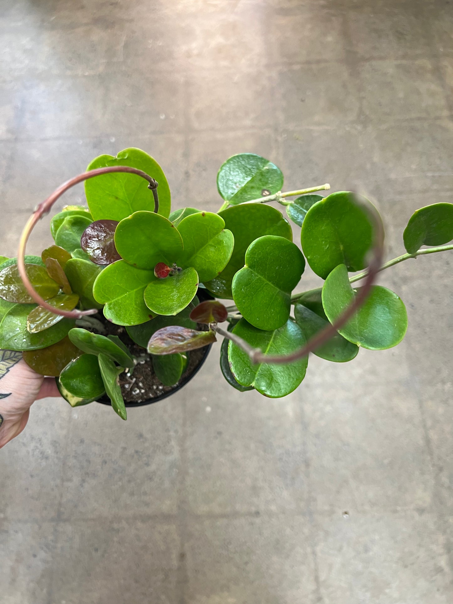 Hoya Australis Lisa