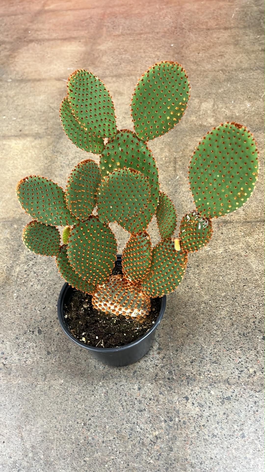 Opuntia microdasys Rufida