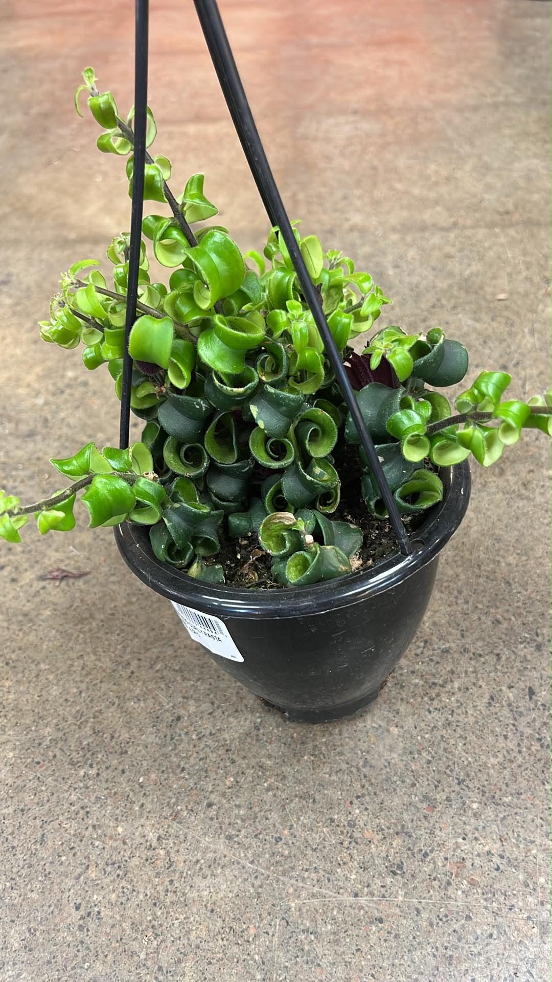Aeschynanthus Curly Rasta