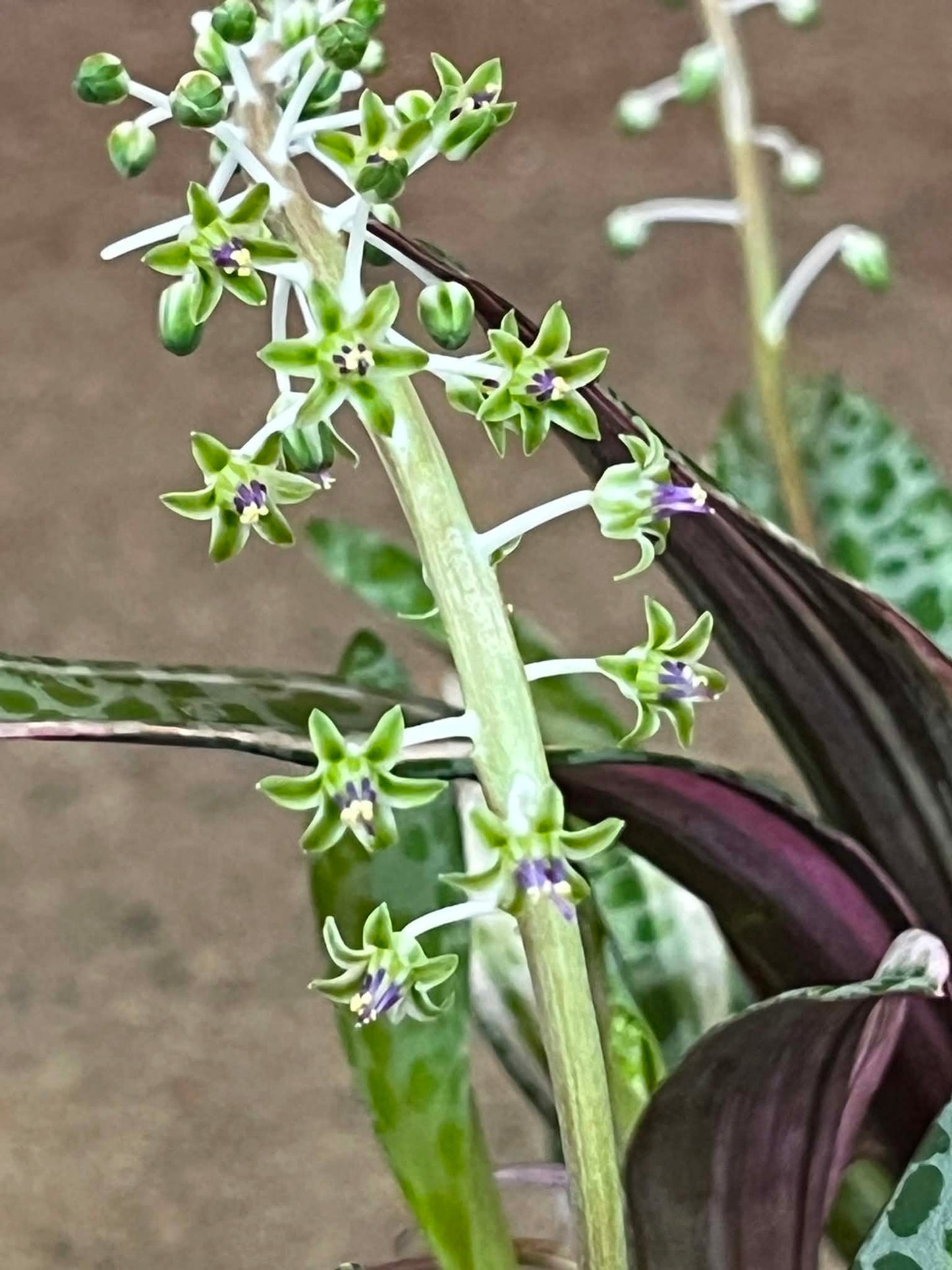 Ledebouria Socialis