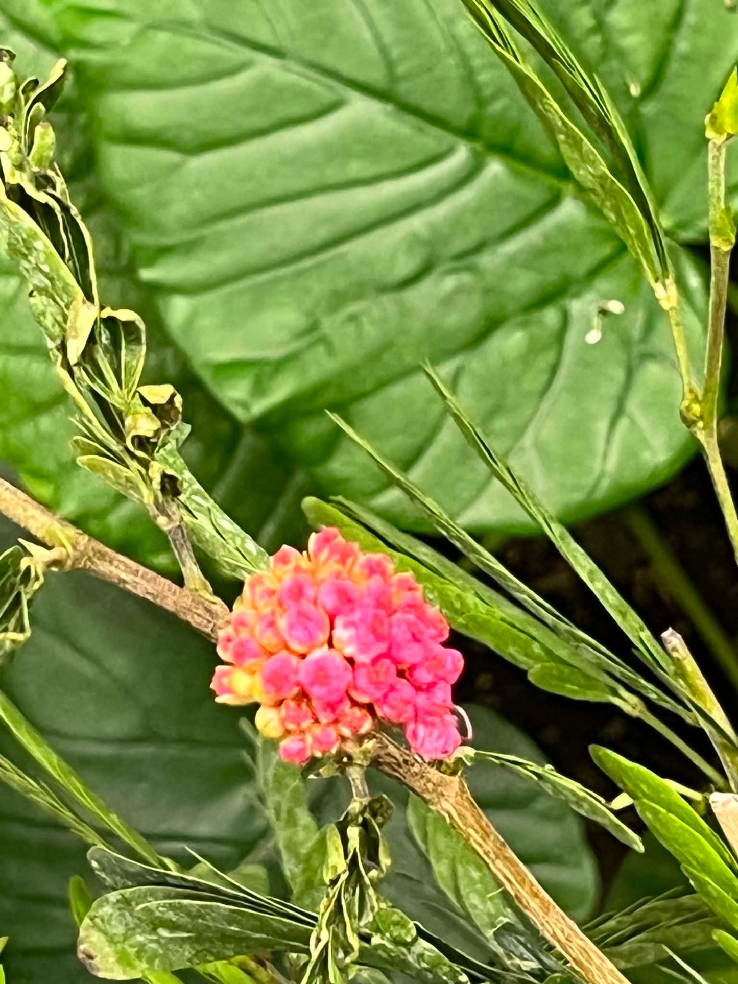 Calliandra Brevipes Powderpuff Arbre