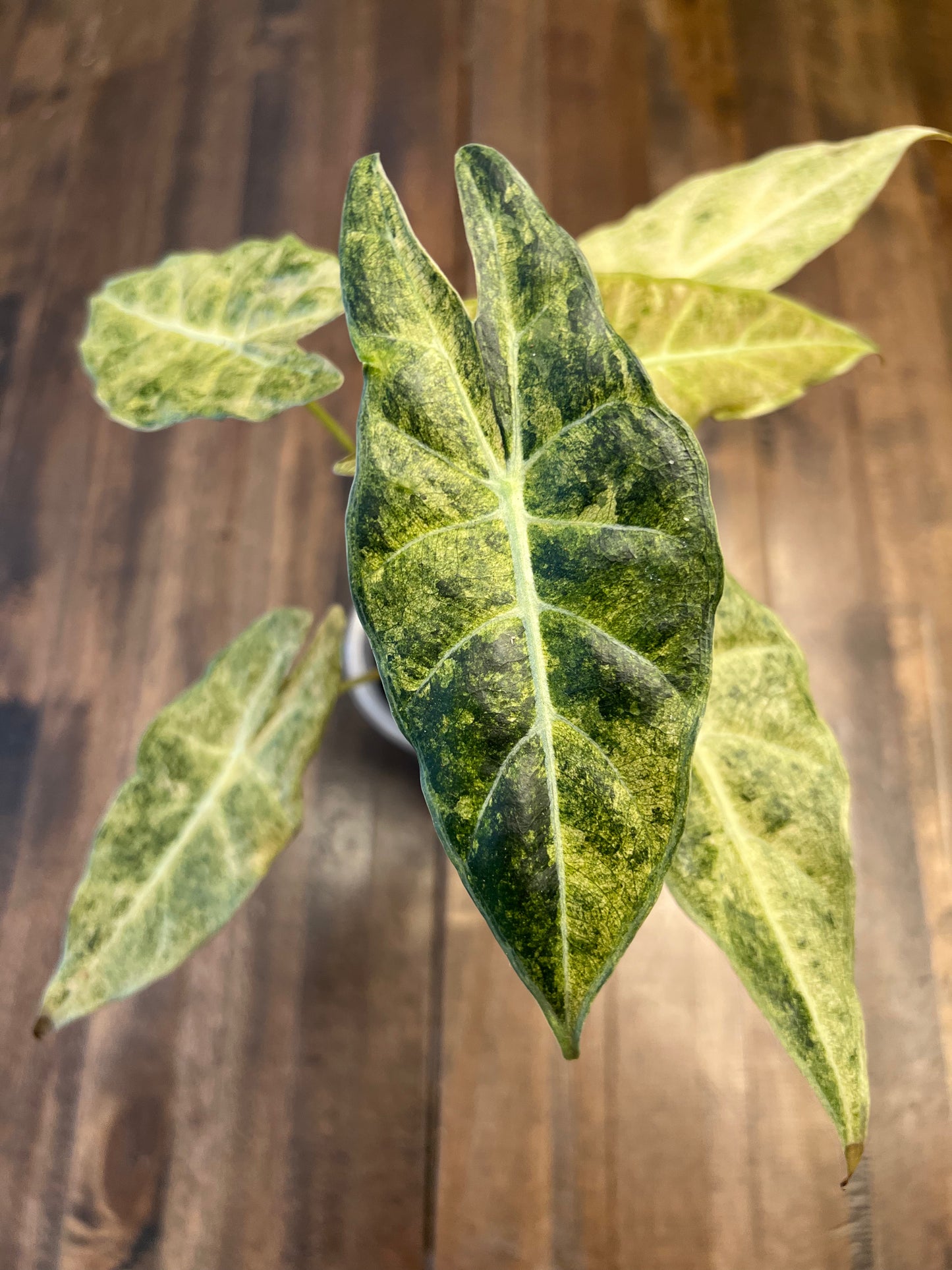 Alocasia Black Satun Pink Stardust