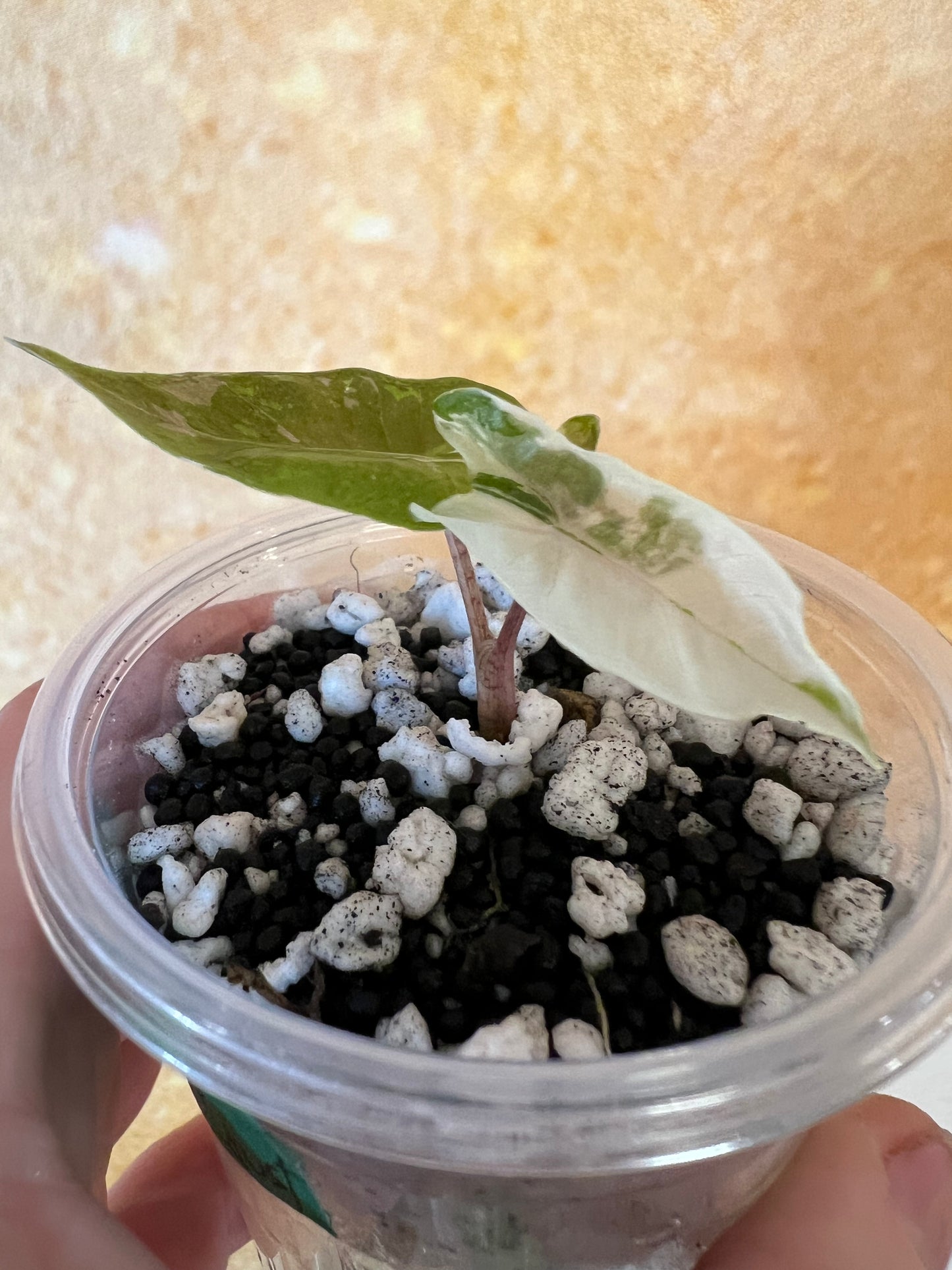 Alocasia Black Satun Pink Stardust