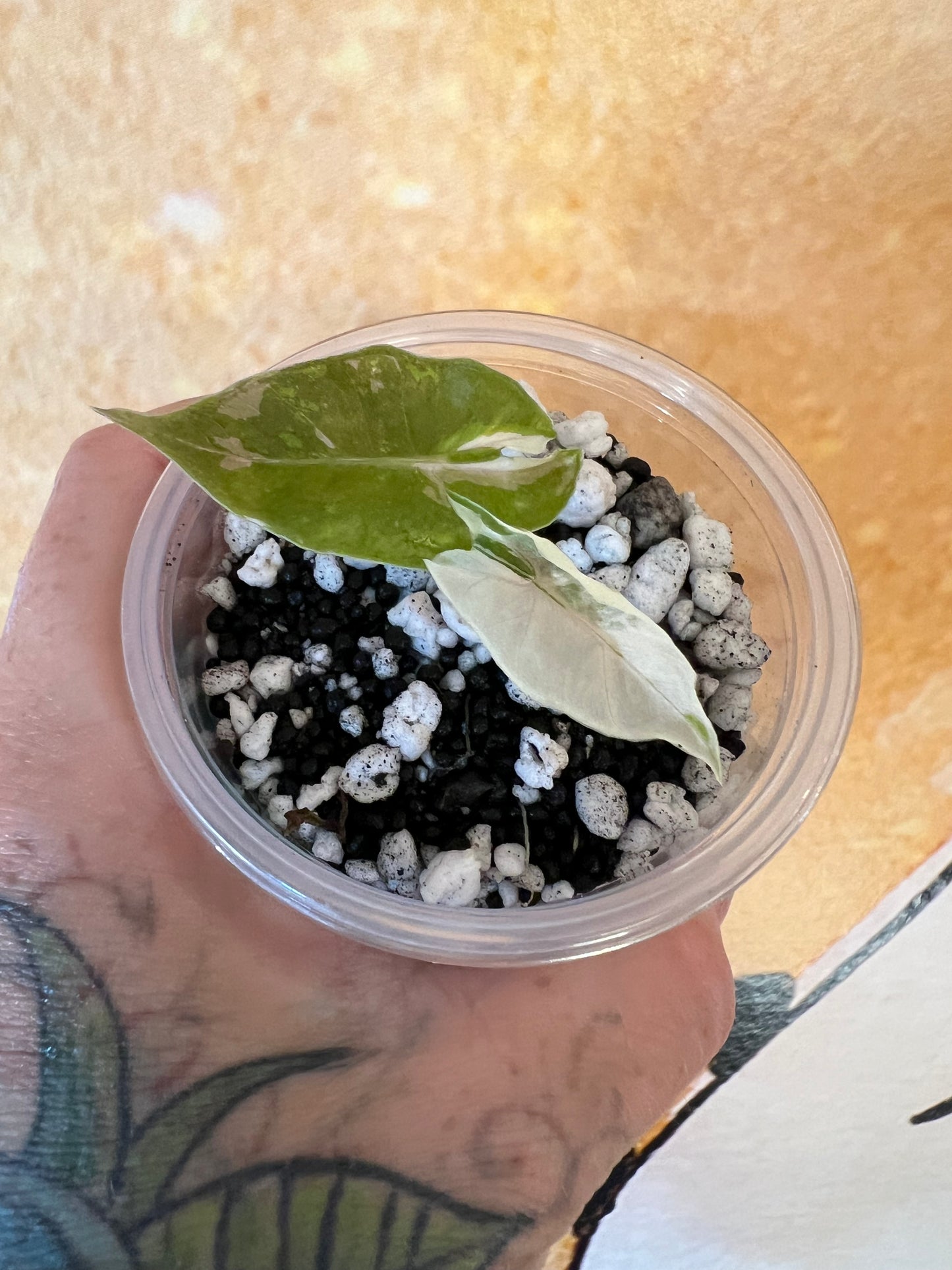 Alocasia Black Satun Pink Stardust