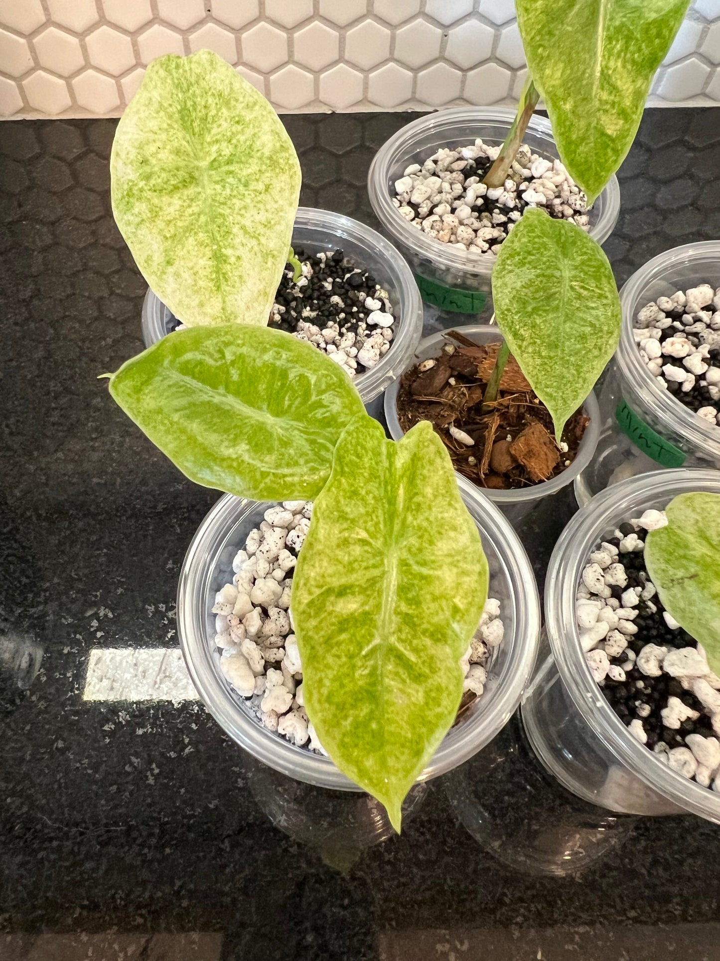 Alocasia Longiloba Mint