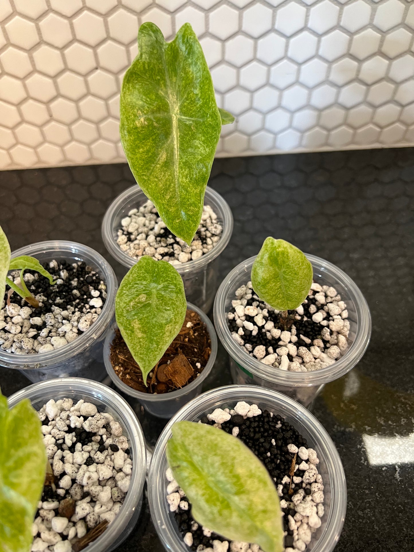 Alocasia Longiloba Mint