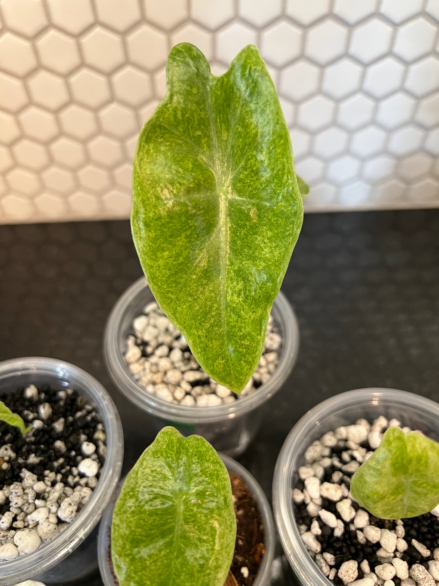 Alocasia Longiloba Mint