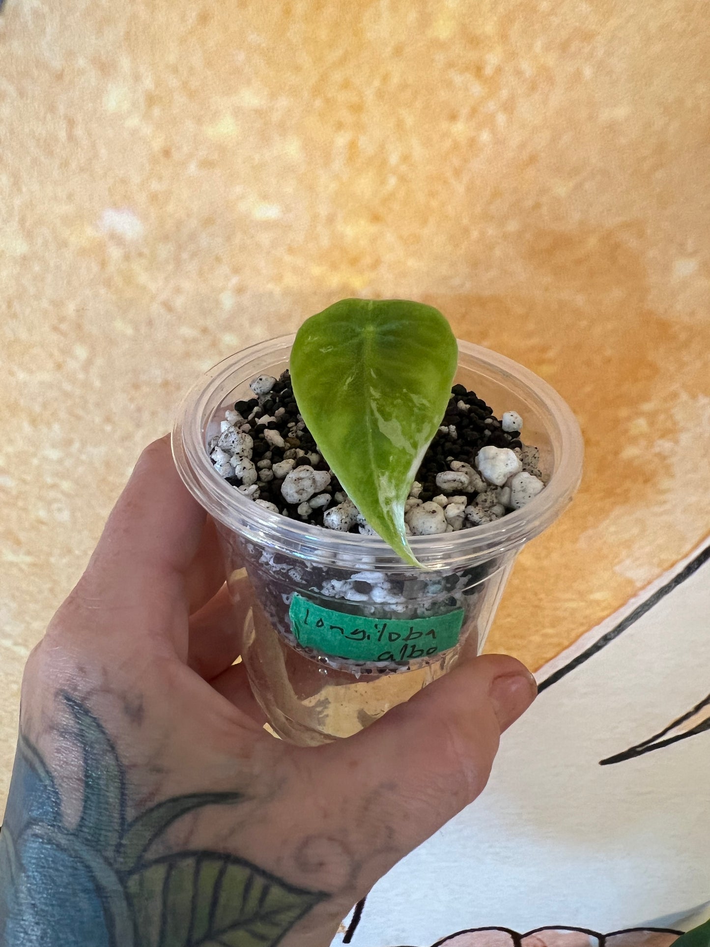 Alocasia Longiloba Albo