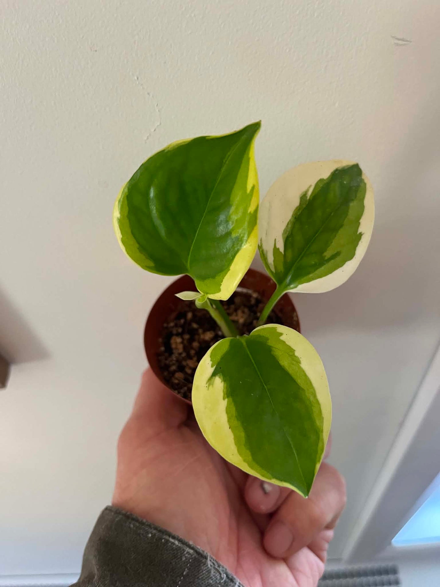 Pothos Manjula Poonsin #1