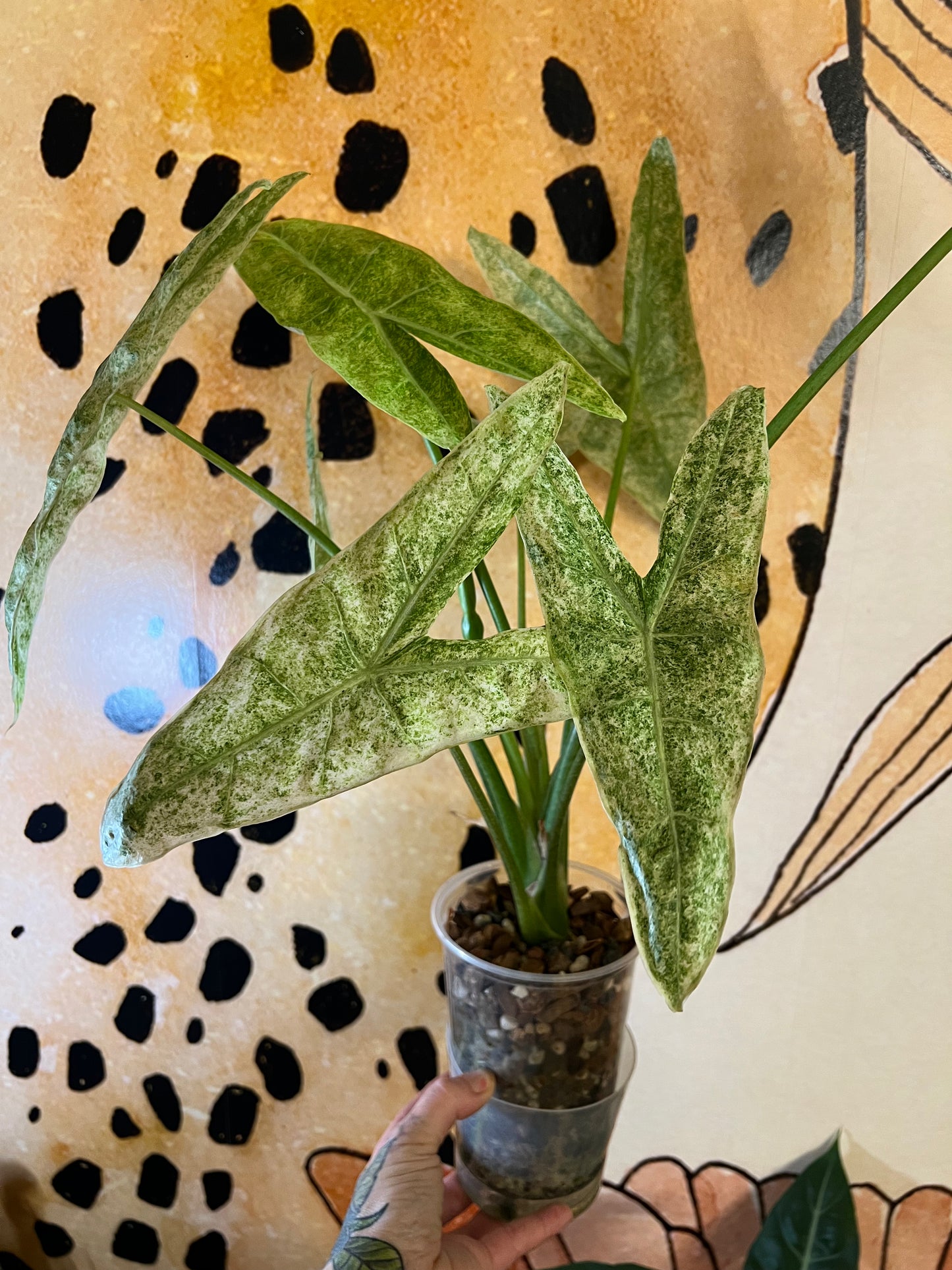 Alocasia Longiloba Mint
