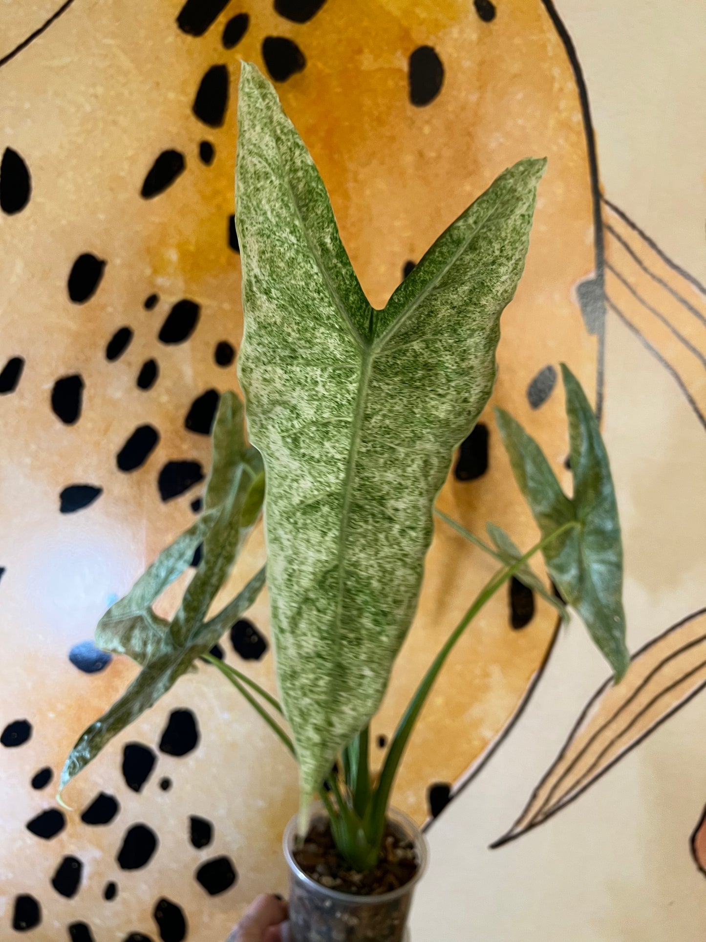 Alocasia Longiloba Mint