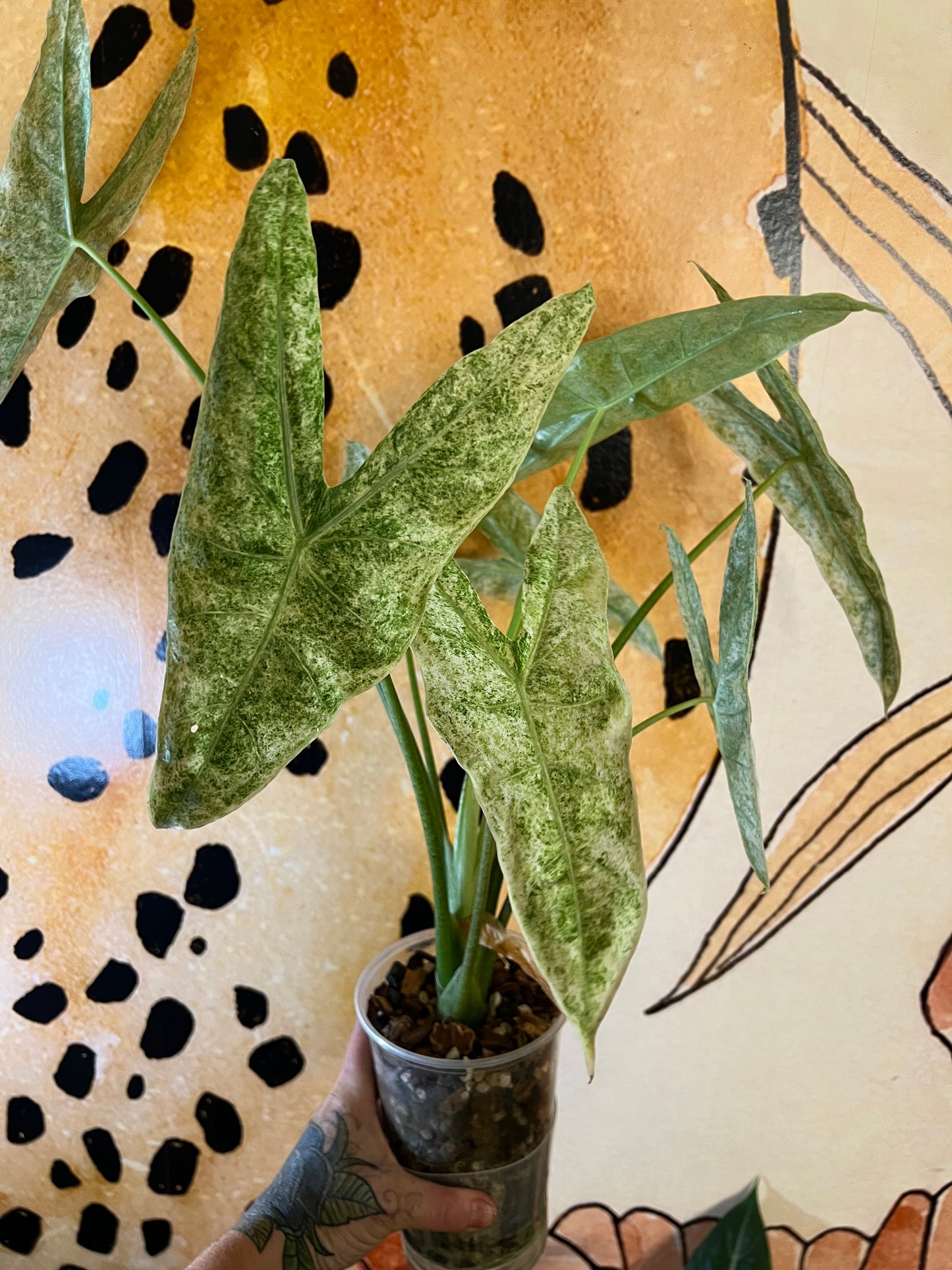 Alocasia Longiloba Mint