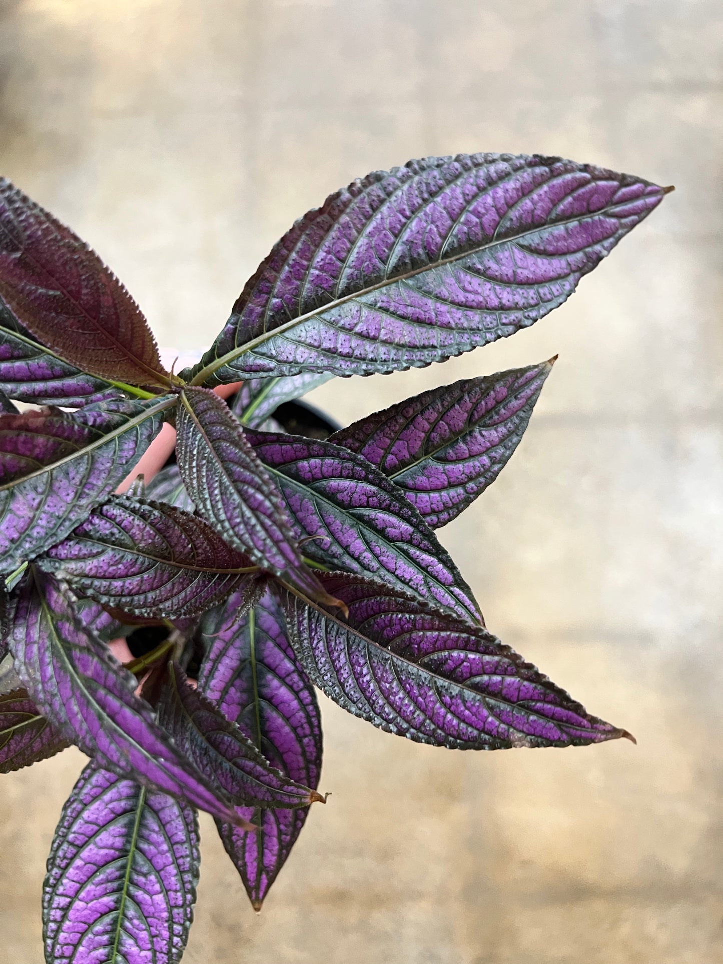 Strobilanthes