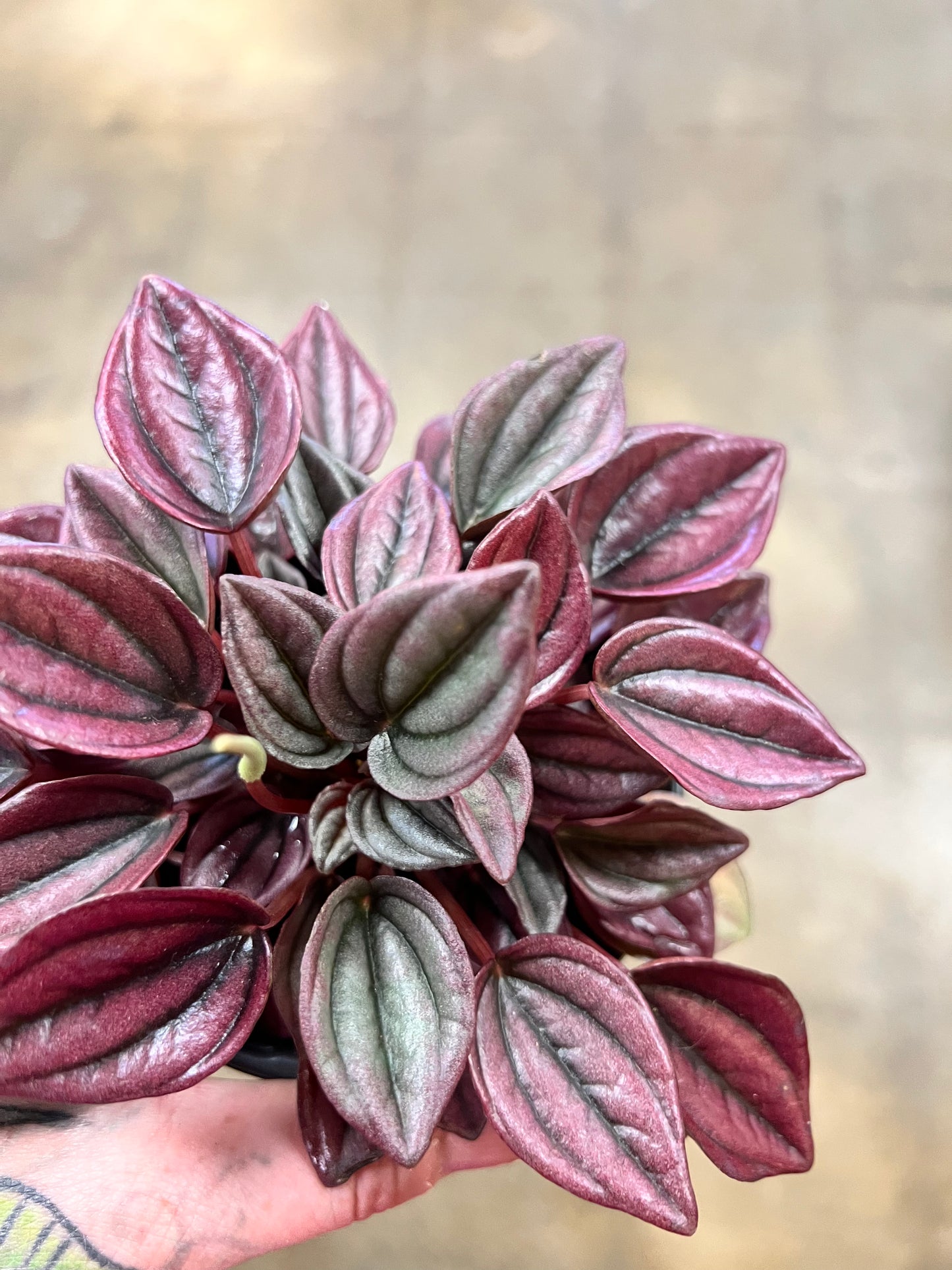 Peperomia Caperata Cayenne