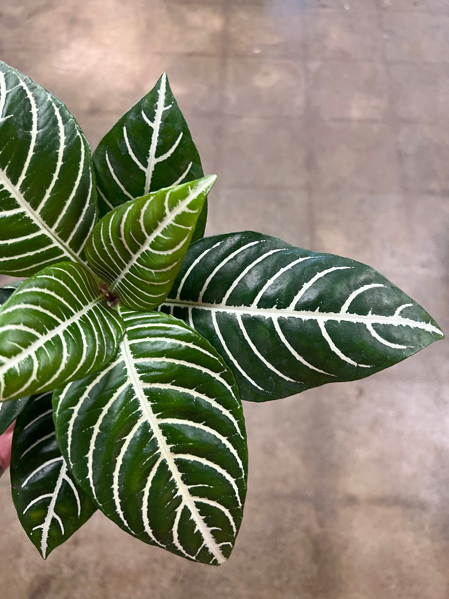 Aphelandra Dania