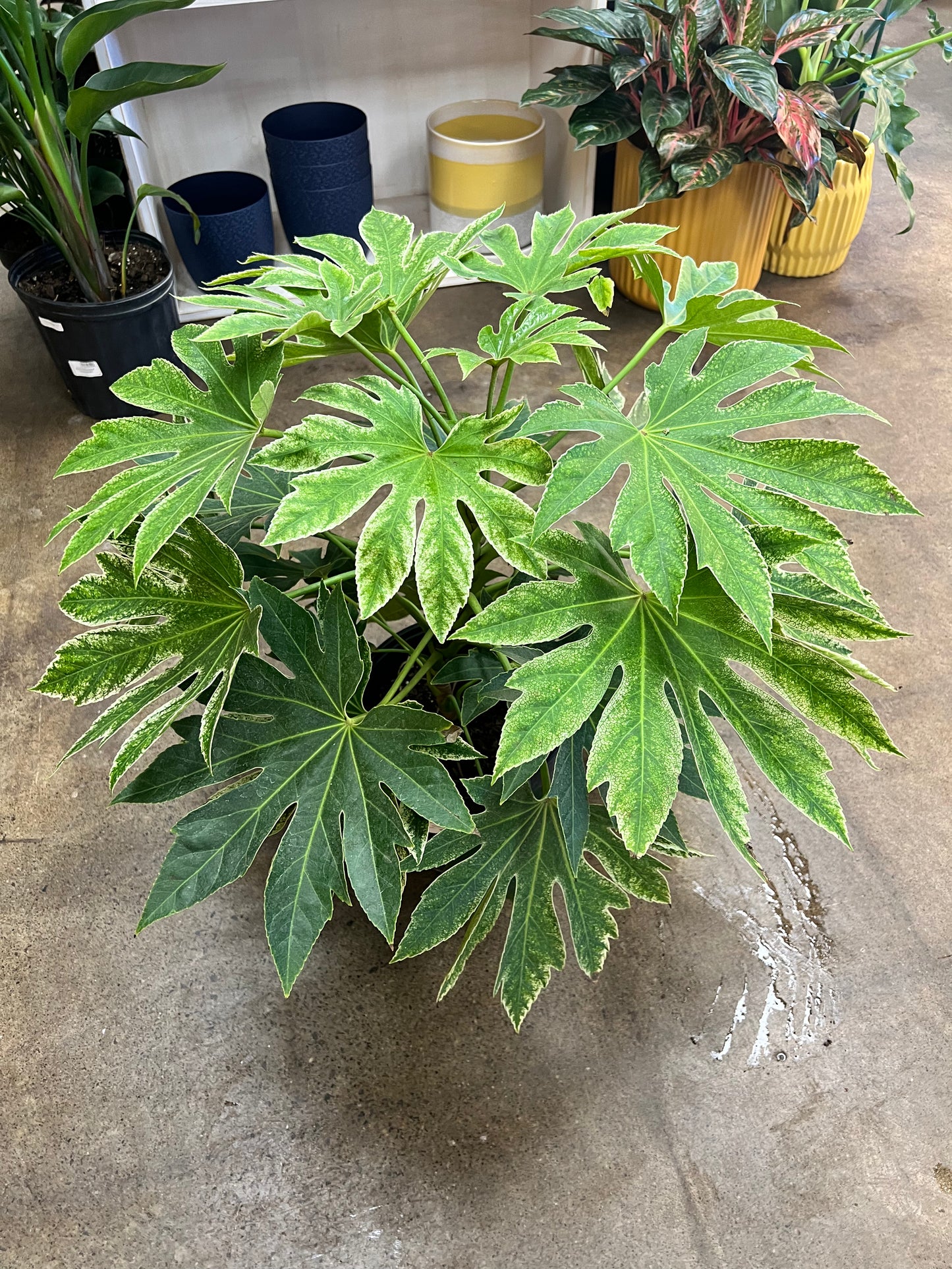 Fatsia Japonica Variegated