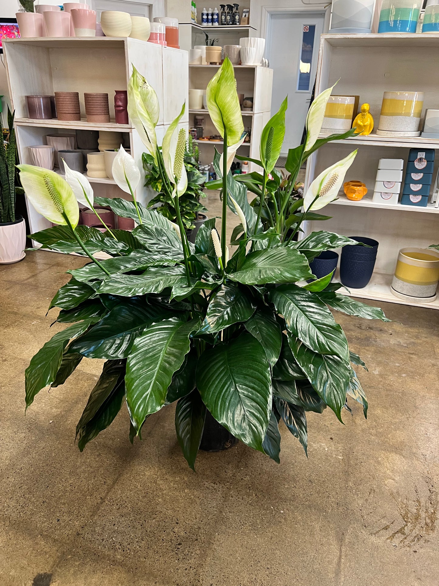 Spathiphyllum (Lis de paix)