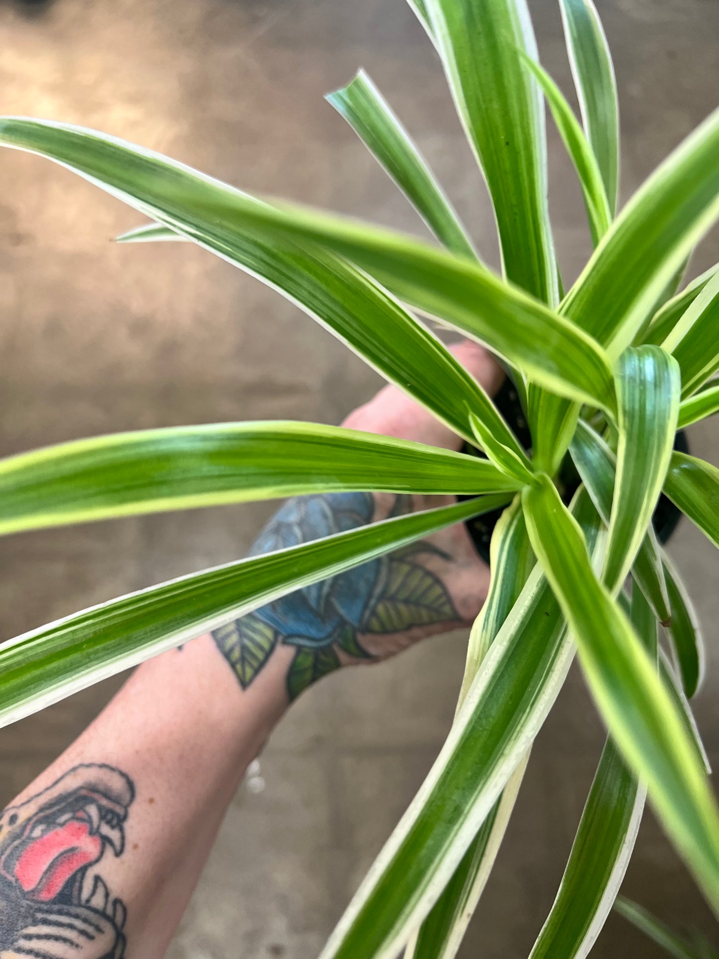 Chlorophytum Comosum Variegatum