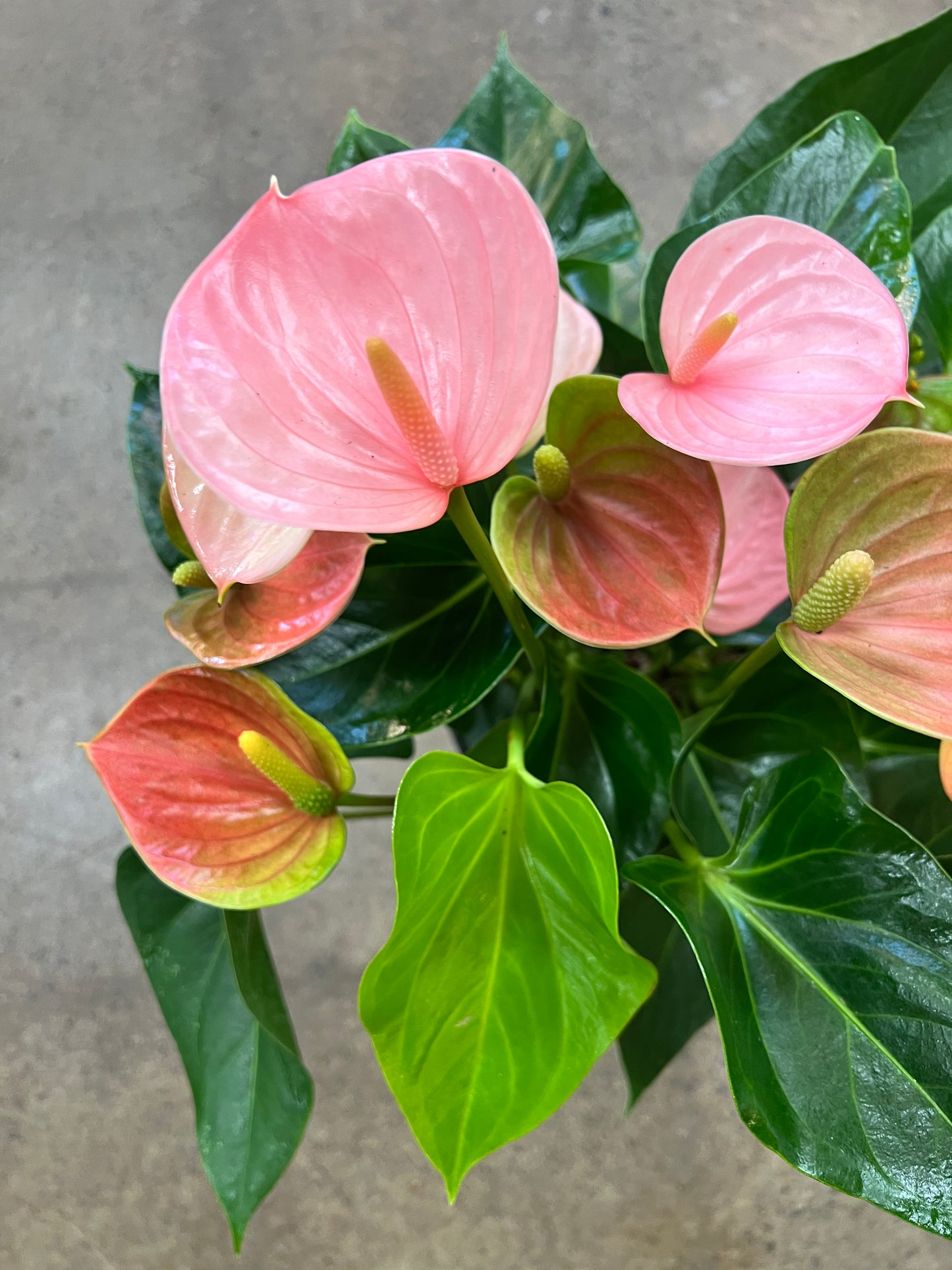 Anthurium Bubblegum Rose