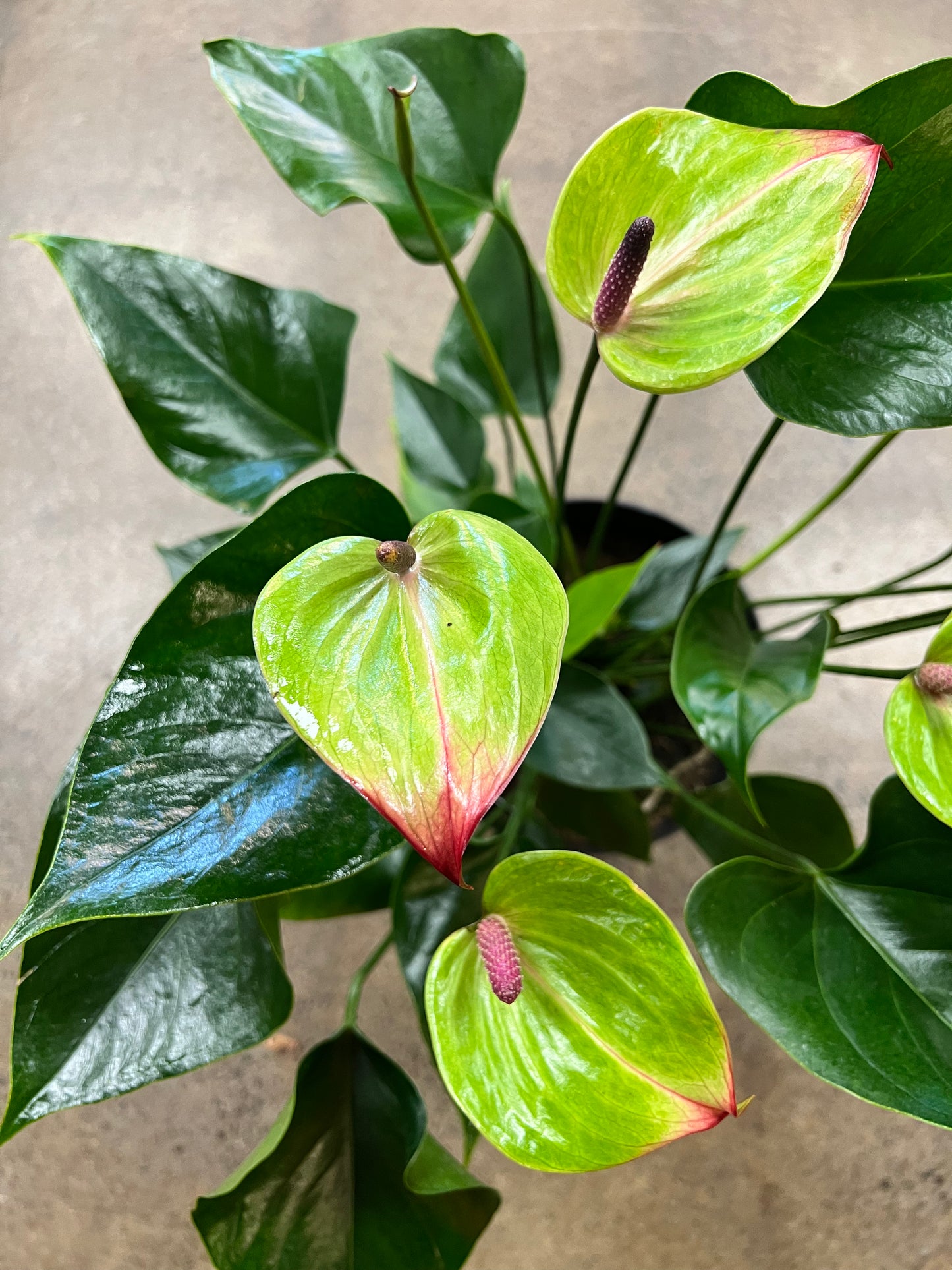 Anthurium Jaguar Vert