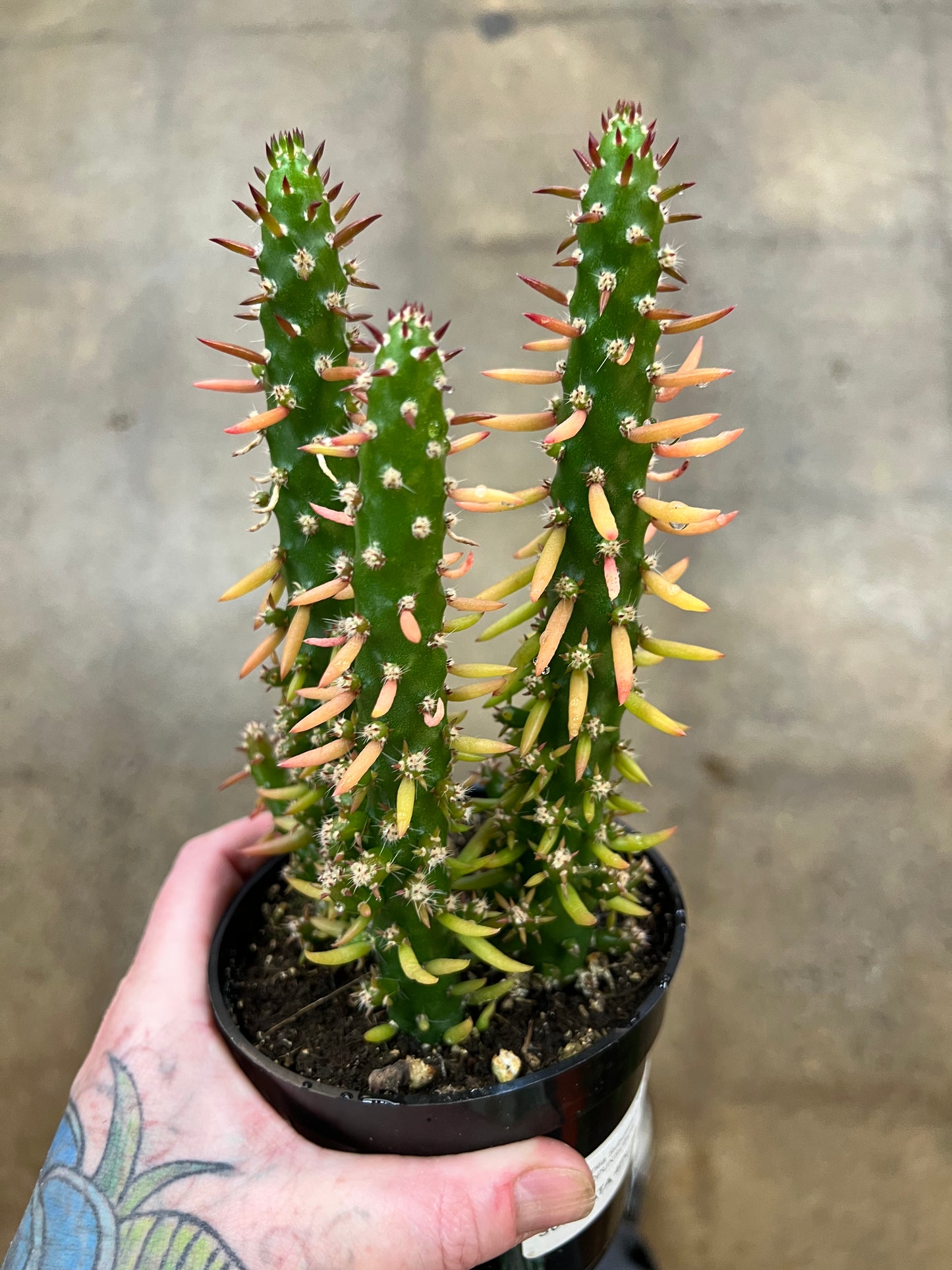Opuntia Subulata