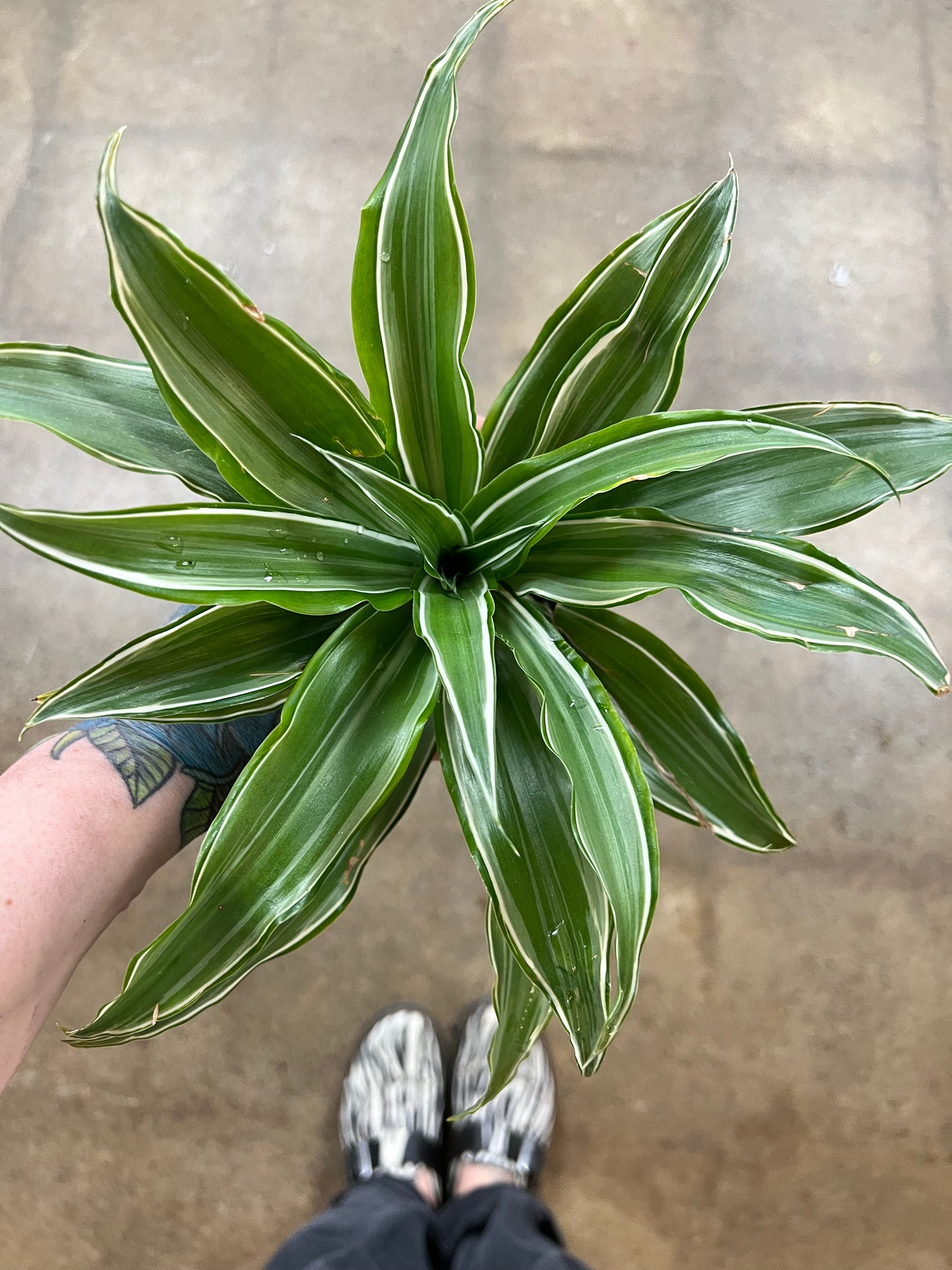 Dracaena Warneckii