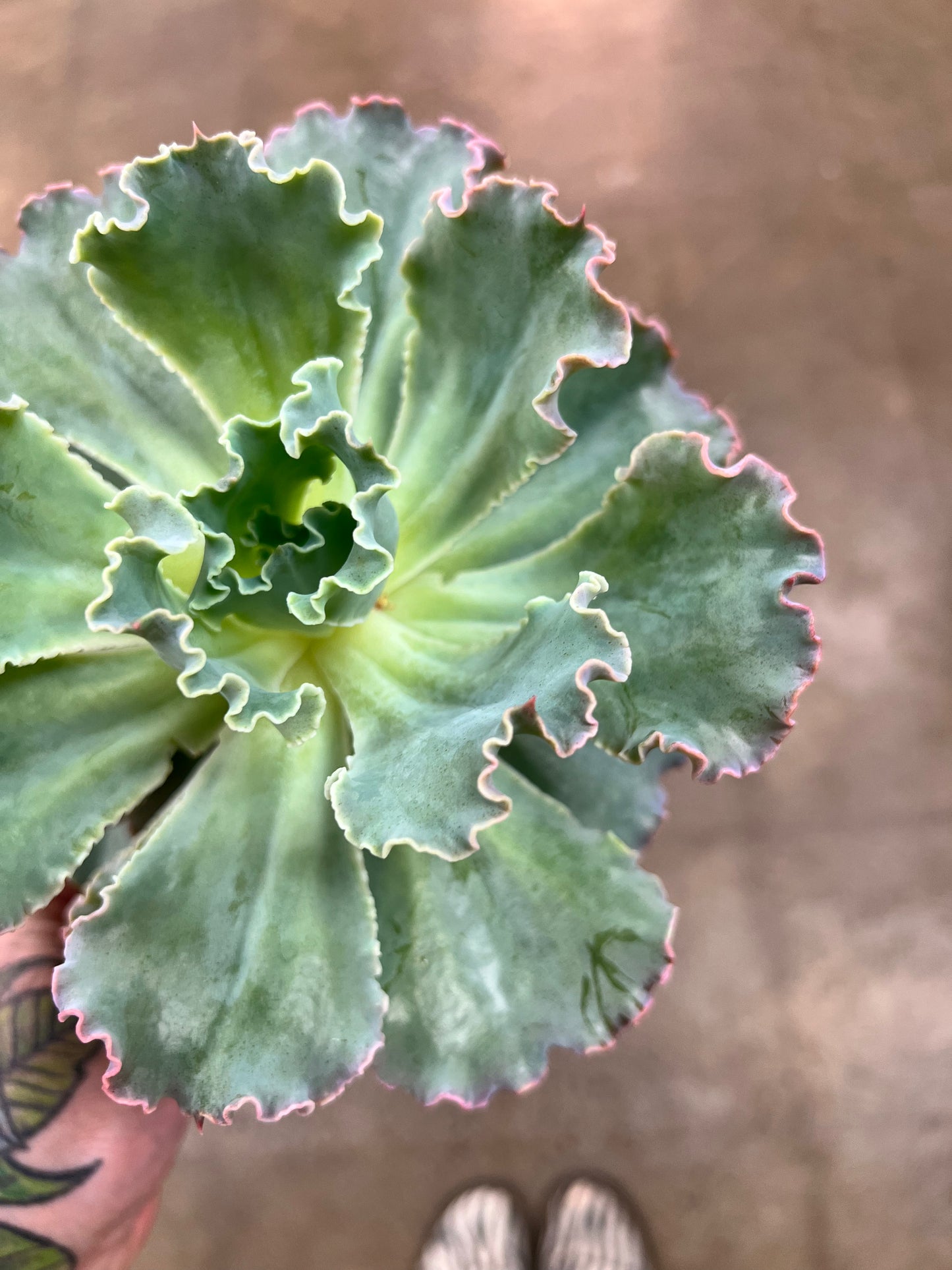 Echeveria Neon Breakers