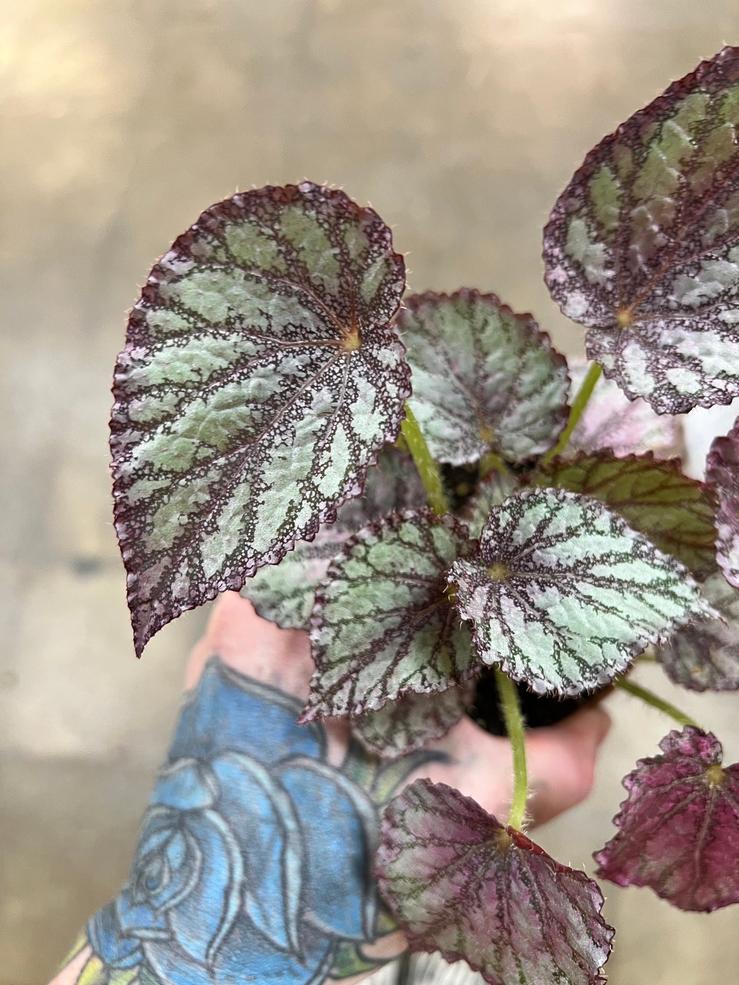 Bégonia Harmony’s Peace