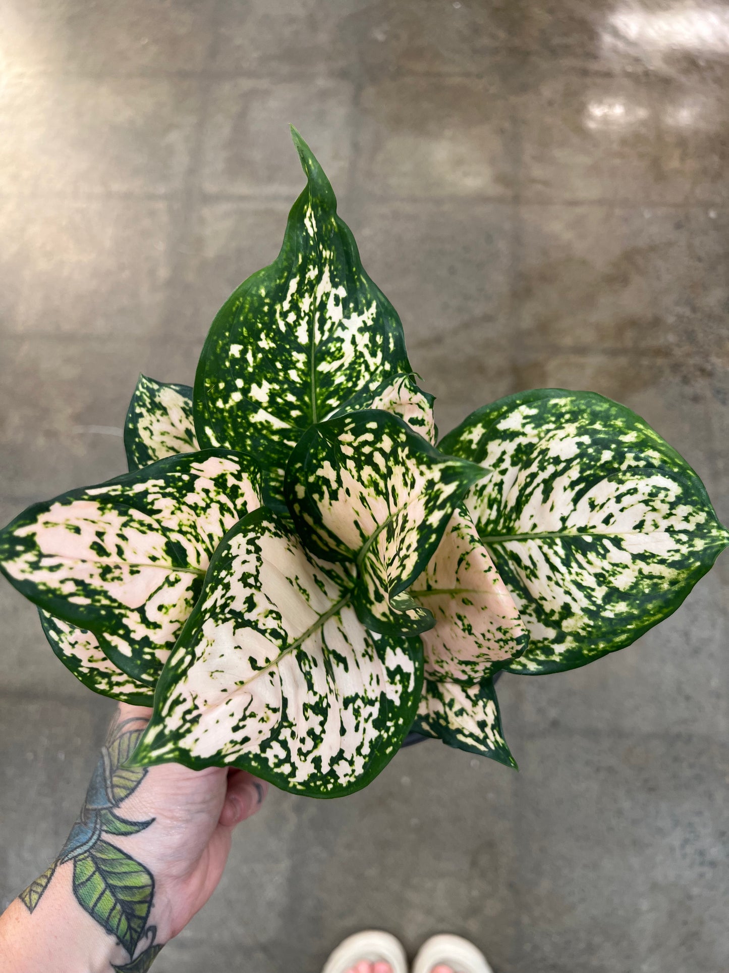 Aglaonema Pink Eileen