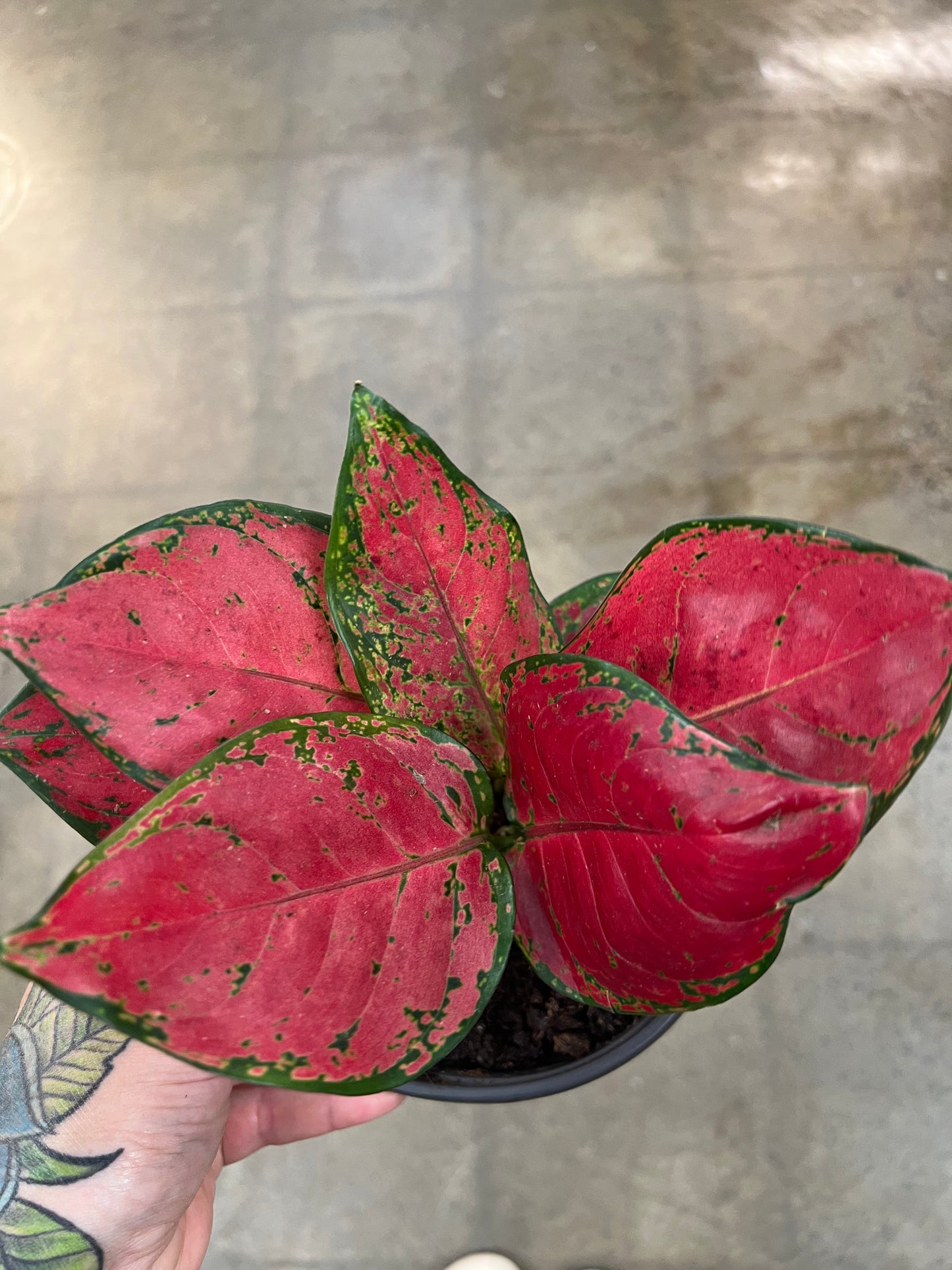 Aglaonema Beauty