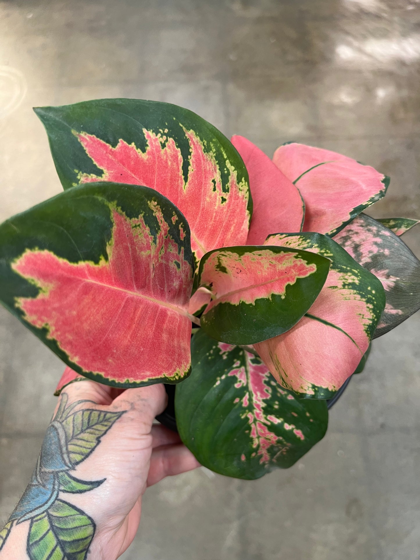 Aglaonema Spitfire