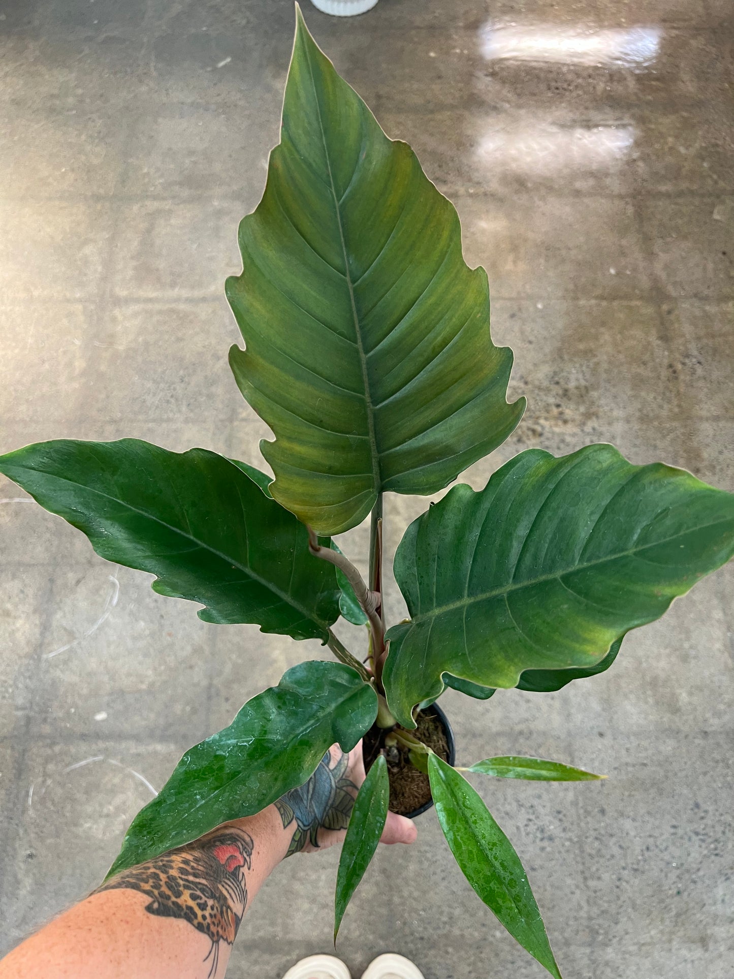 Philodendron Pluto