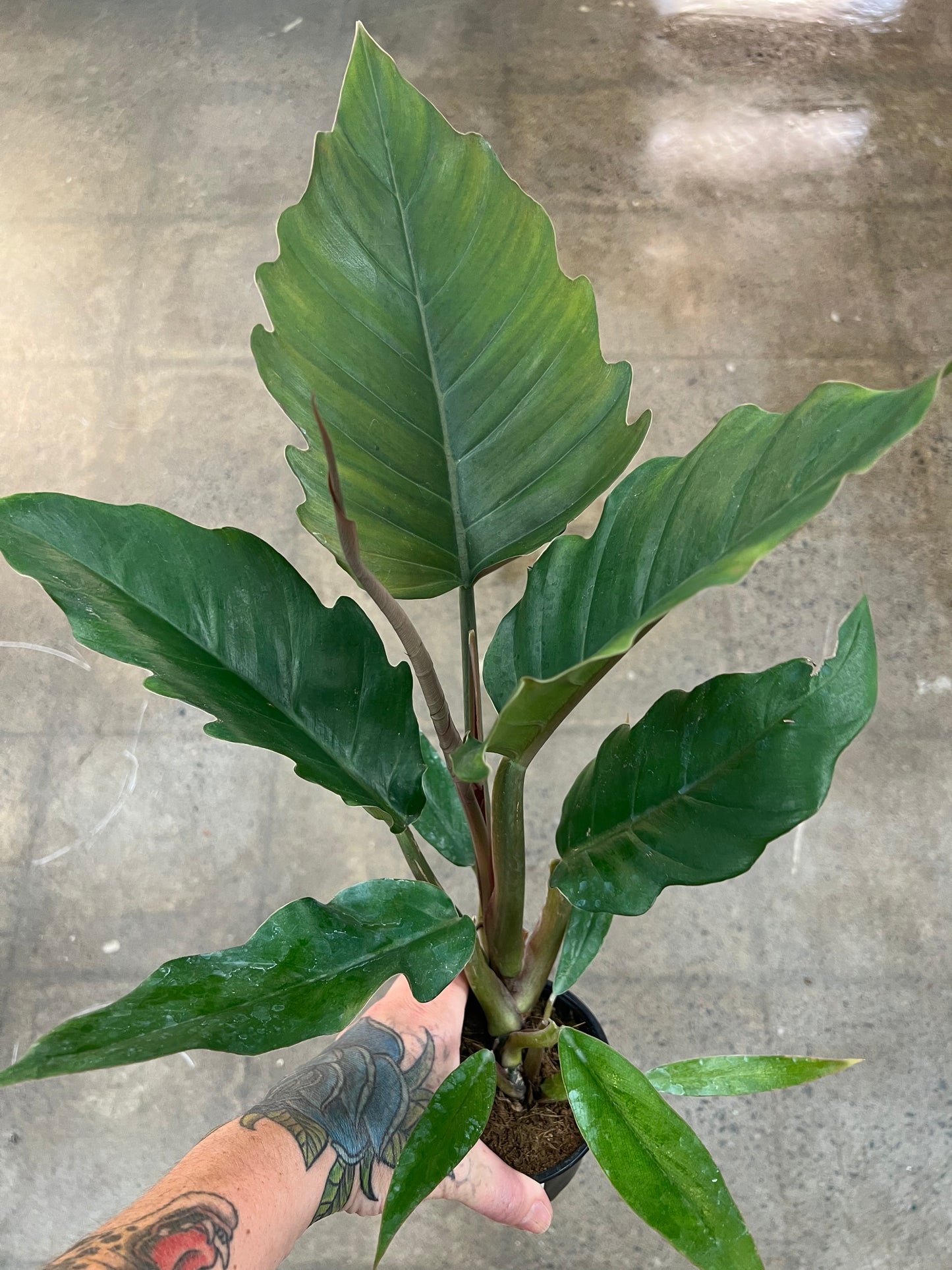 Philodendron Pluto