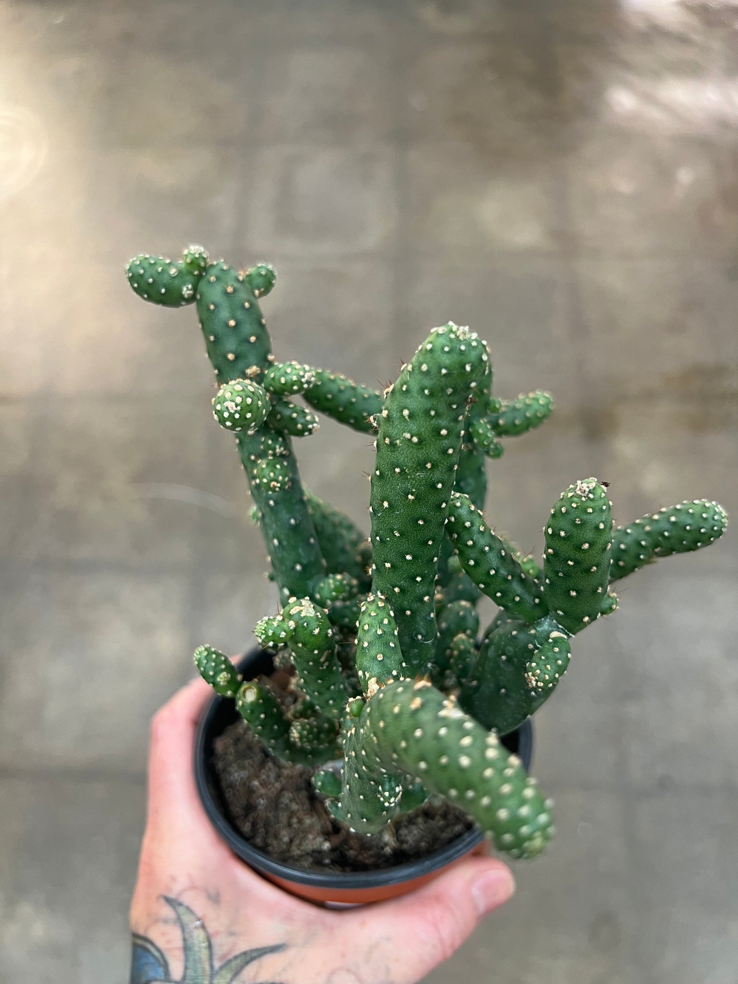 Cactus Opuntia
