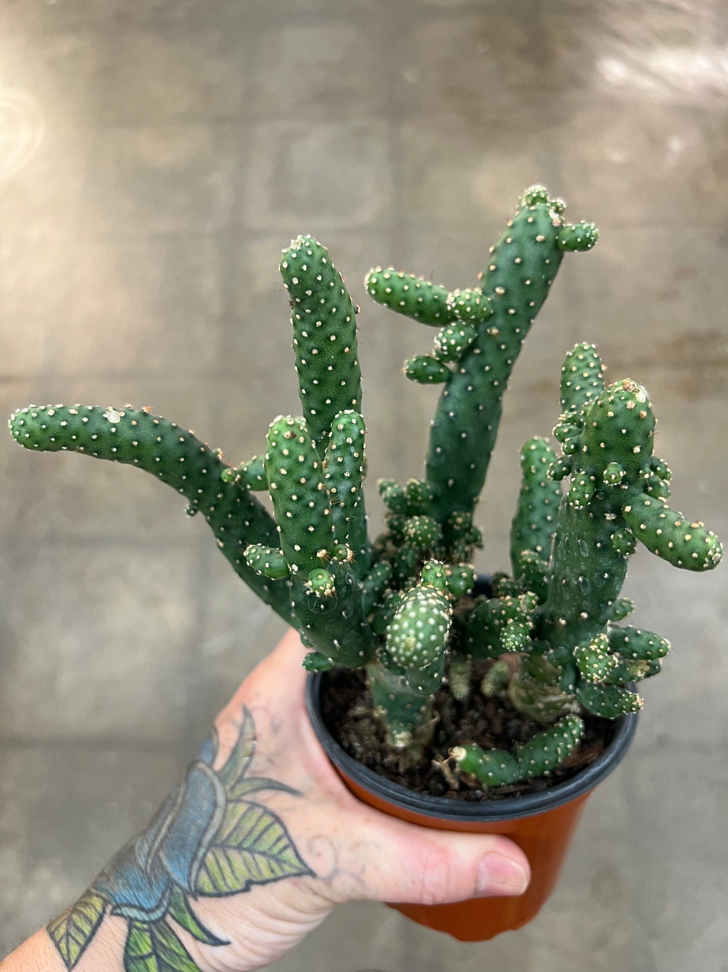 Cactus Opuntia