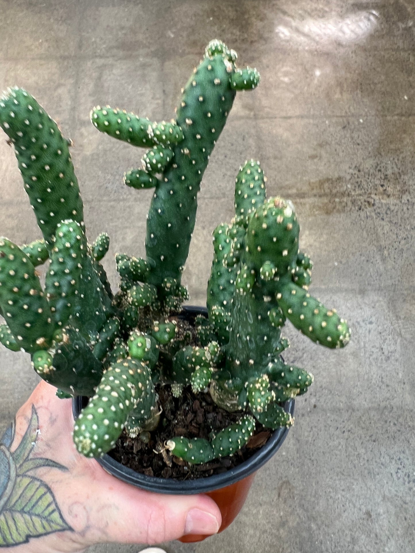 Cactus Opuntia