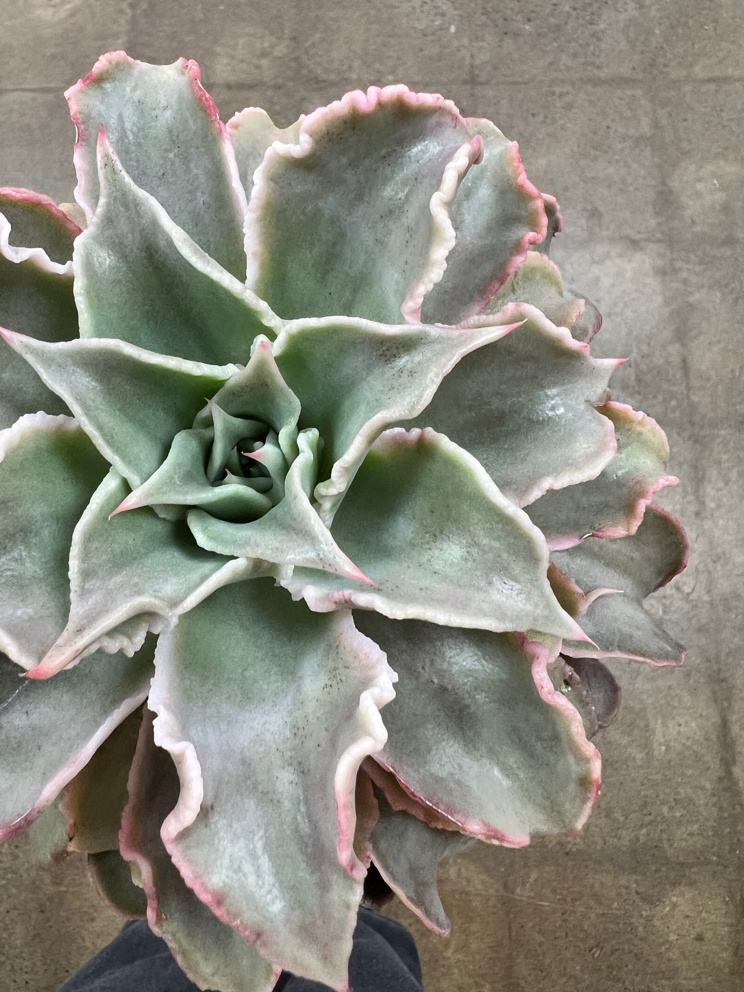 Echeveria Madiba