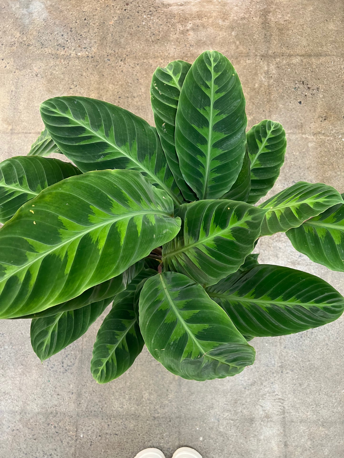 Calathea Warscewiczii