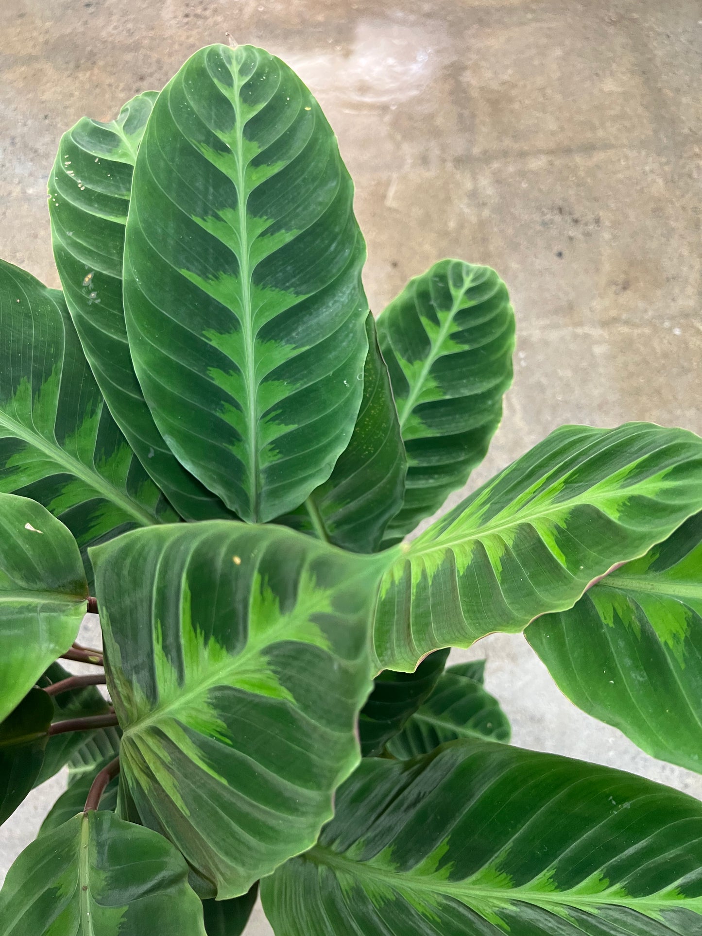 Calathea Warscewiczii