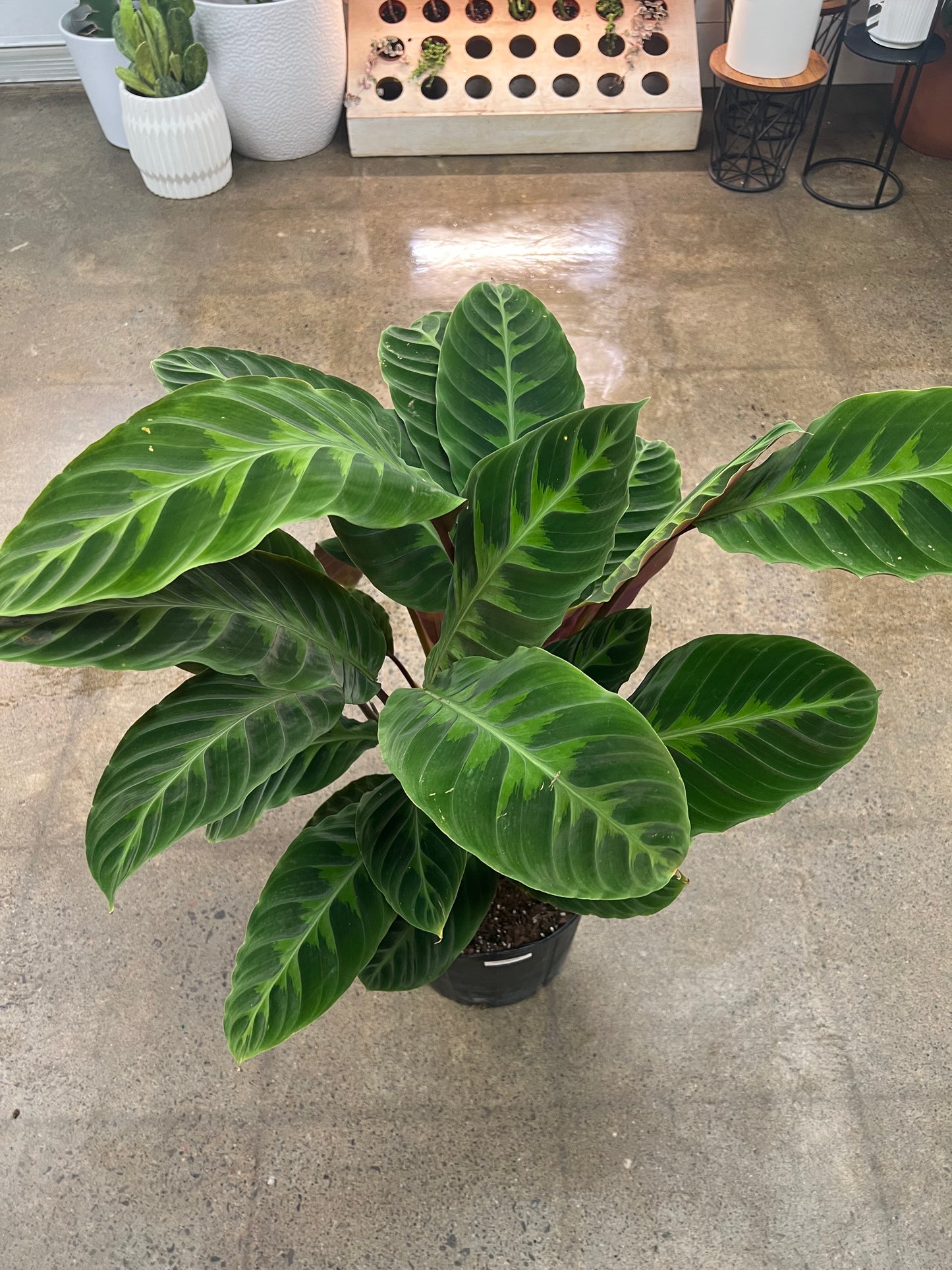 Calathea Warscewiczii